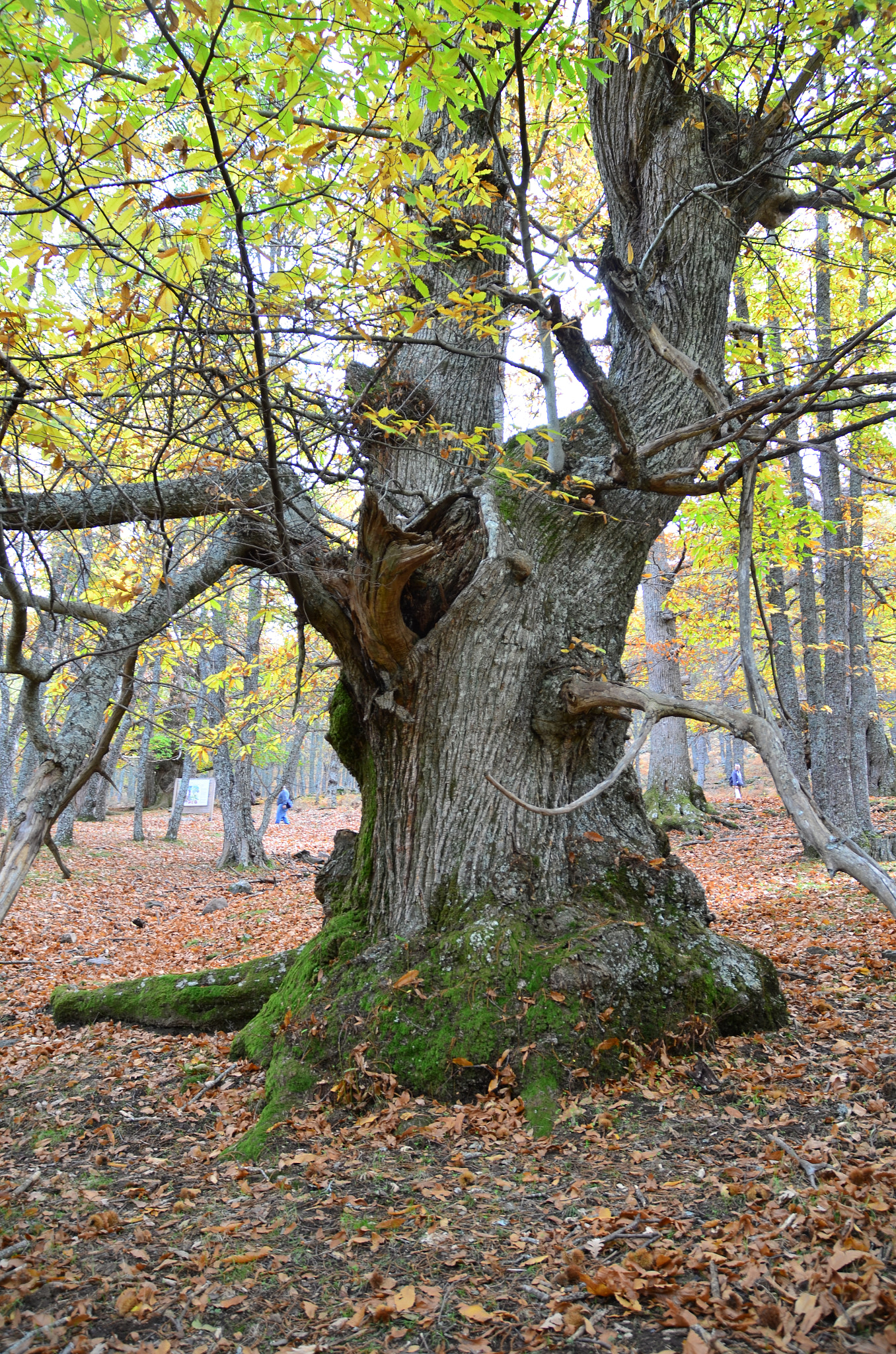 Nikon D5100 + Sigma 18-200mm F3.5-6.3 II DC OS HSM sample photo. Musgo photography