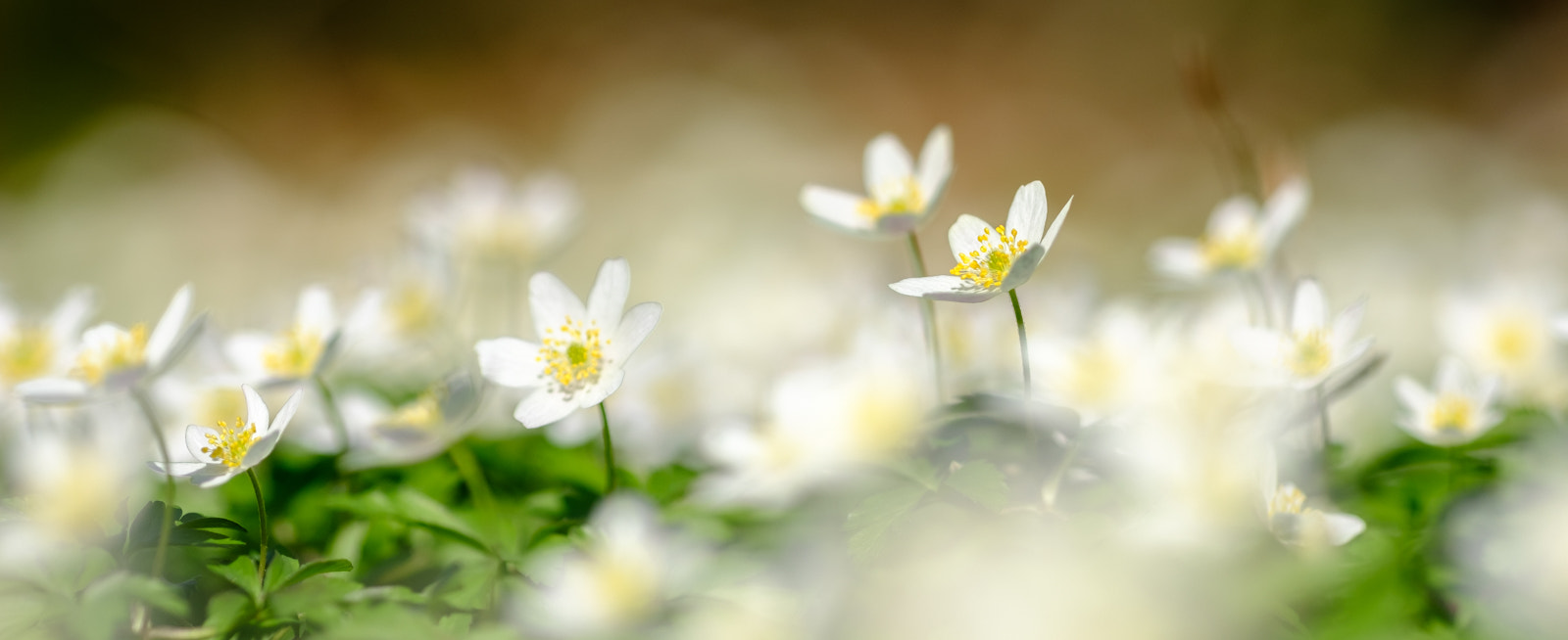 Fujifilm XF 90mm F2 R LM WR sample photo. Thimbleweed photography