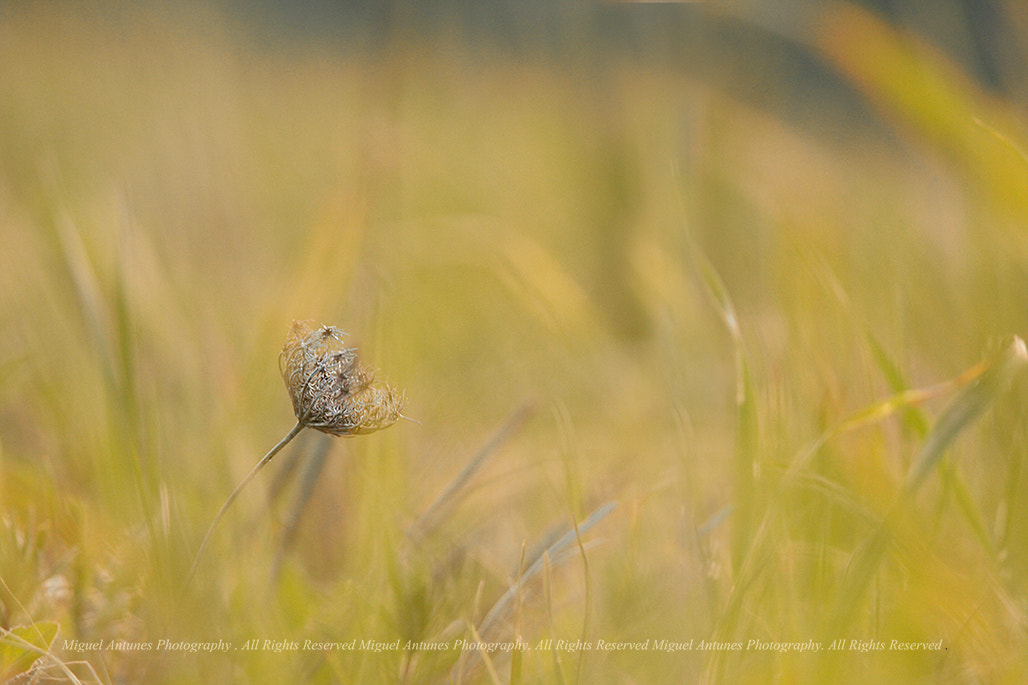 Canon EOS 7D + Canon EF 70-200mm F4L IS USM sample photo. On my own photography
