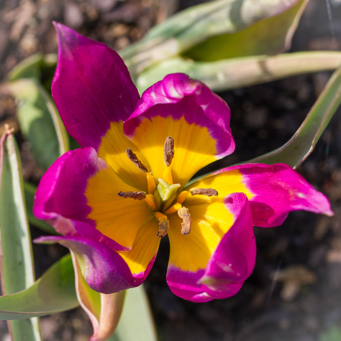Canon EOS 7D sample photo. Small tulip photography