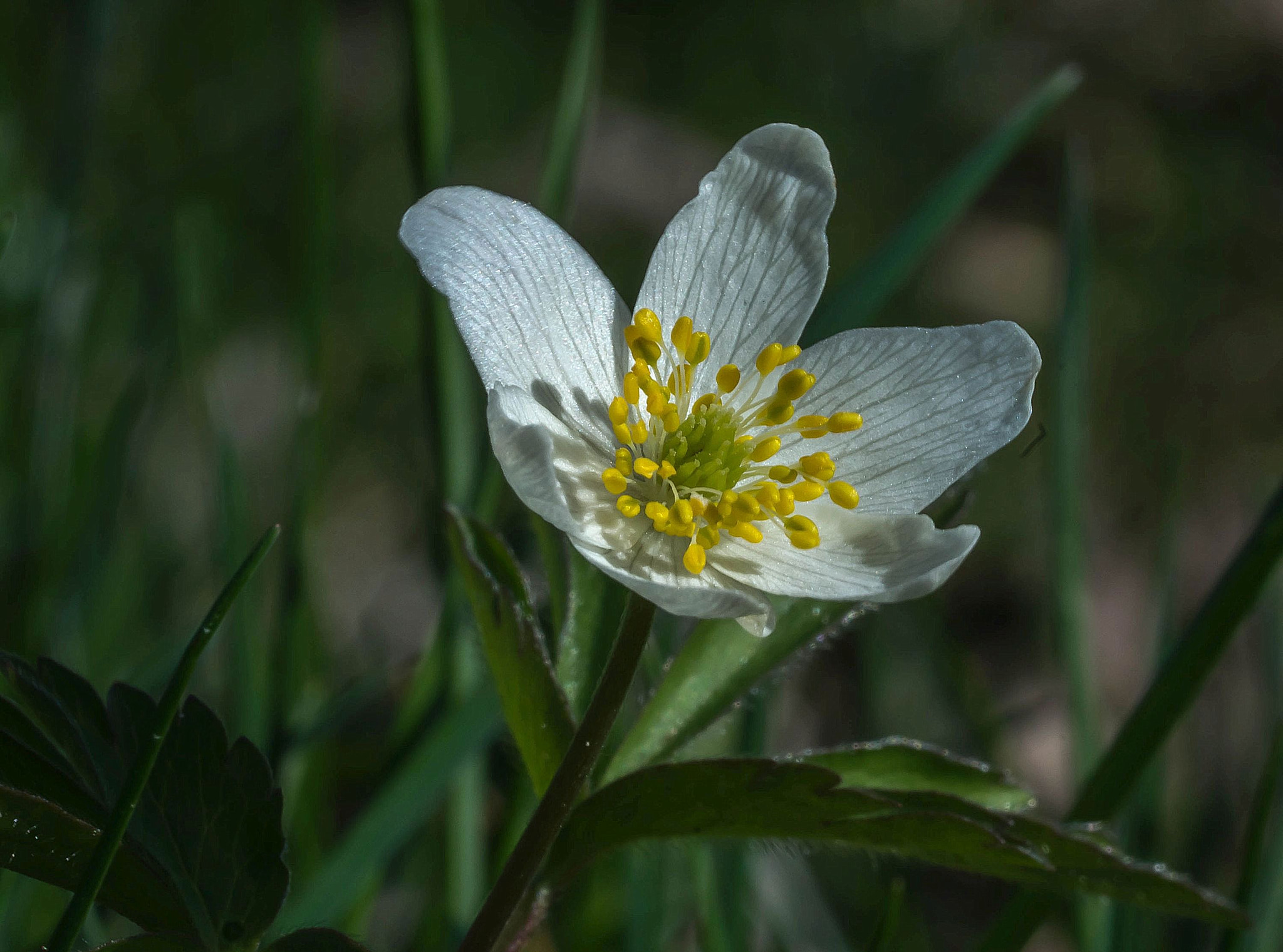 Sony a7R + Sony FE 90mm F2.8 Macro G OSS sample photo. Windflower photography