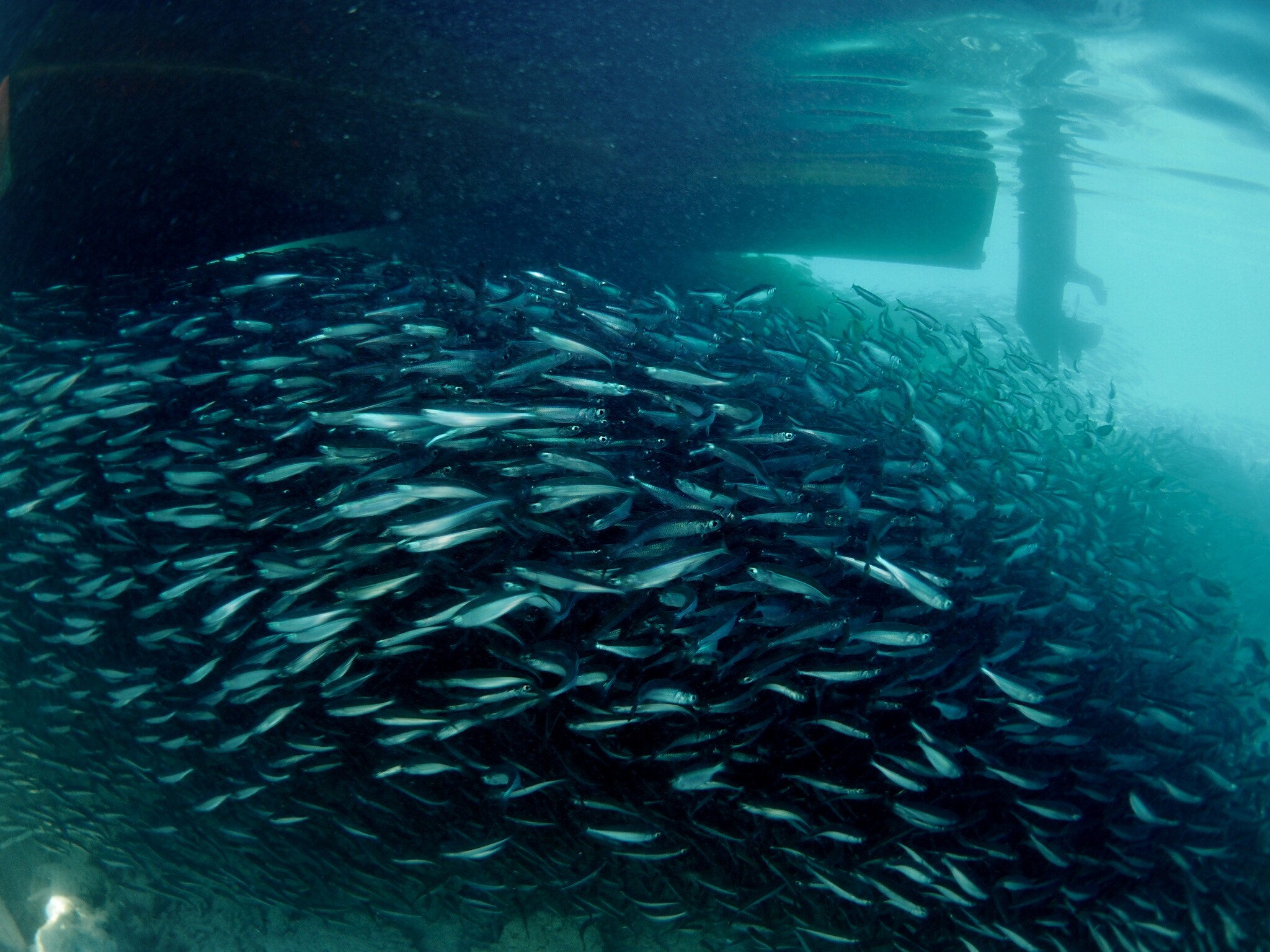 Panasonic Lumix G Fisheye 8mm F3.5 sample photo. School fishes under the vessel. photography