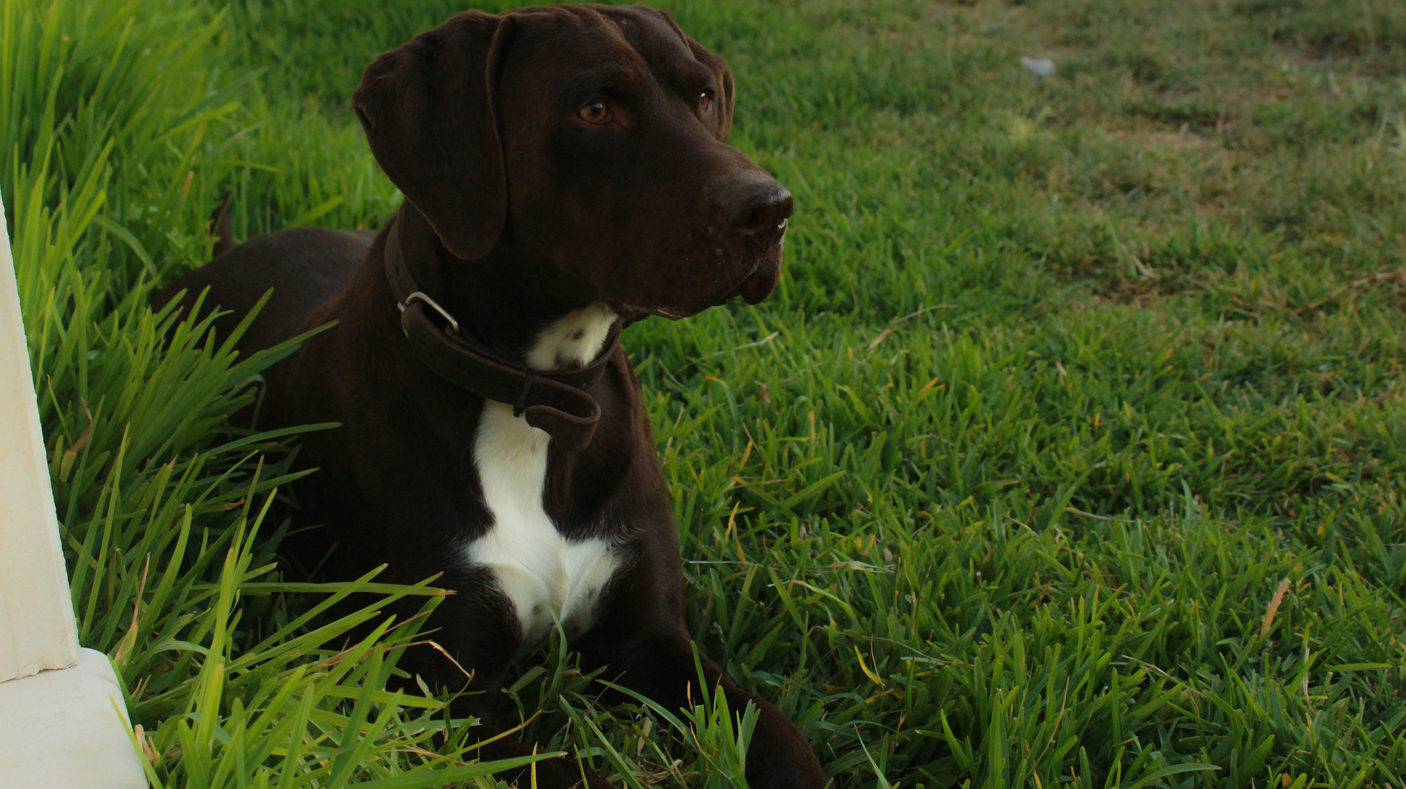 Canon EF-S 18-55mm F3.5-5.6 IS sample photo. Dog photography