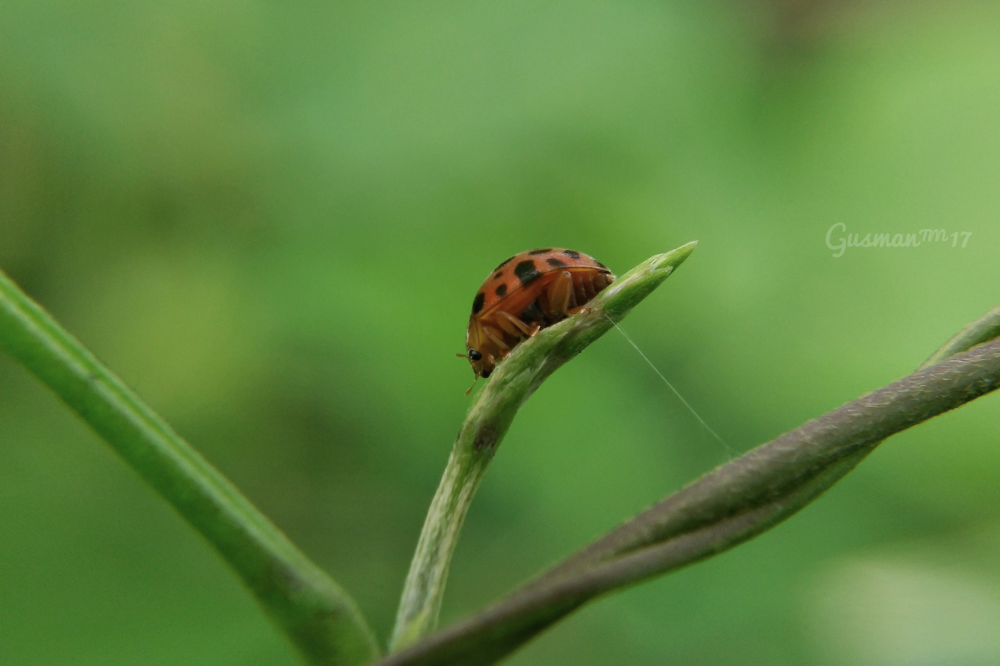 Xiaomi MI4 sample photo