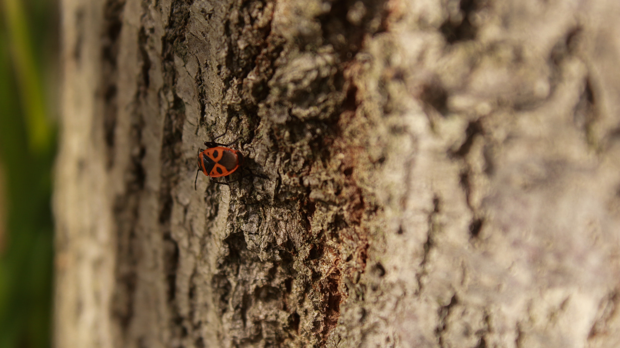 Canon EF-S 18-55mm F3.5-5.6 IS sample photo. Tree with a bug photography