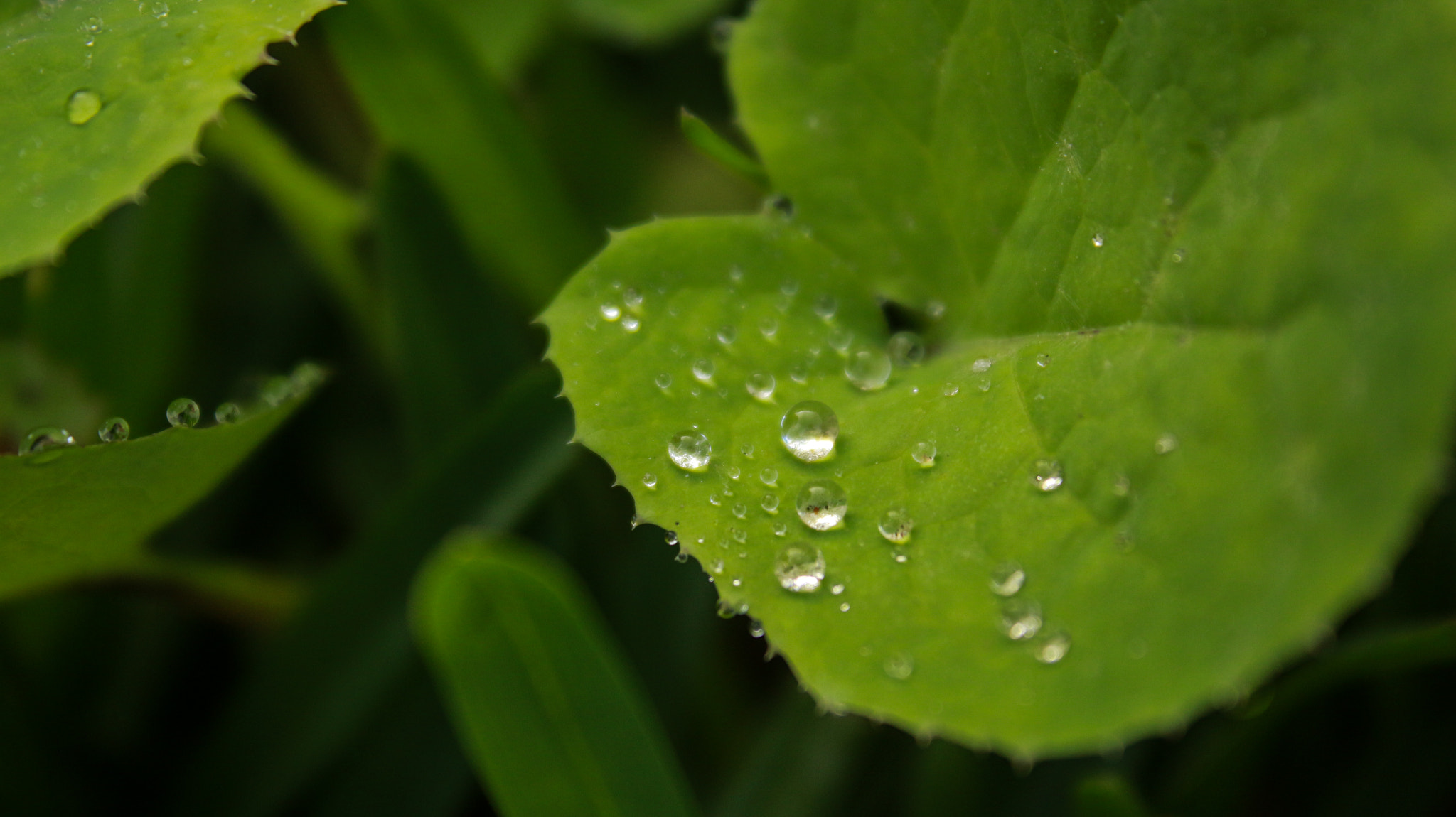 Canon EF-S 18-55mm F3.5-5.6 IS sample photo. Dew photography