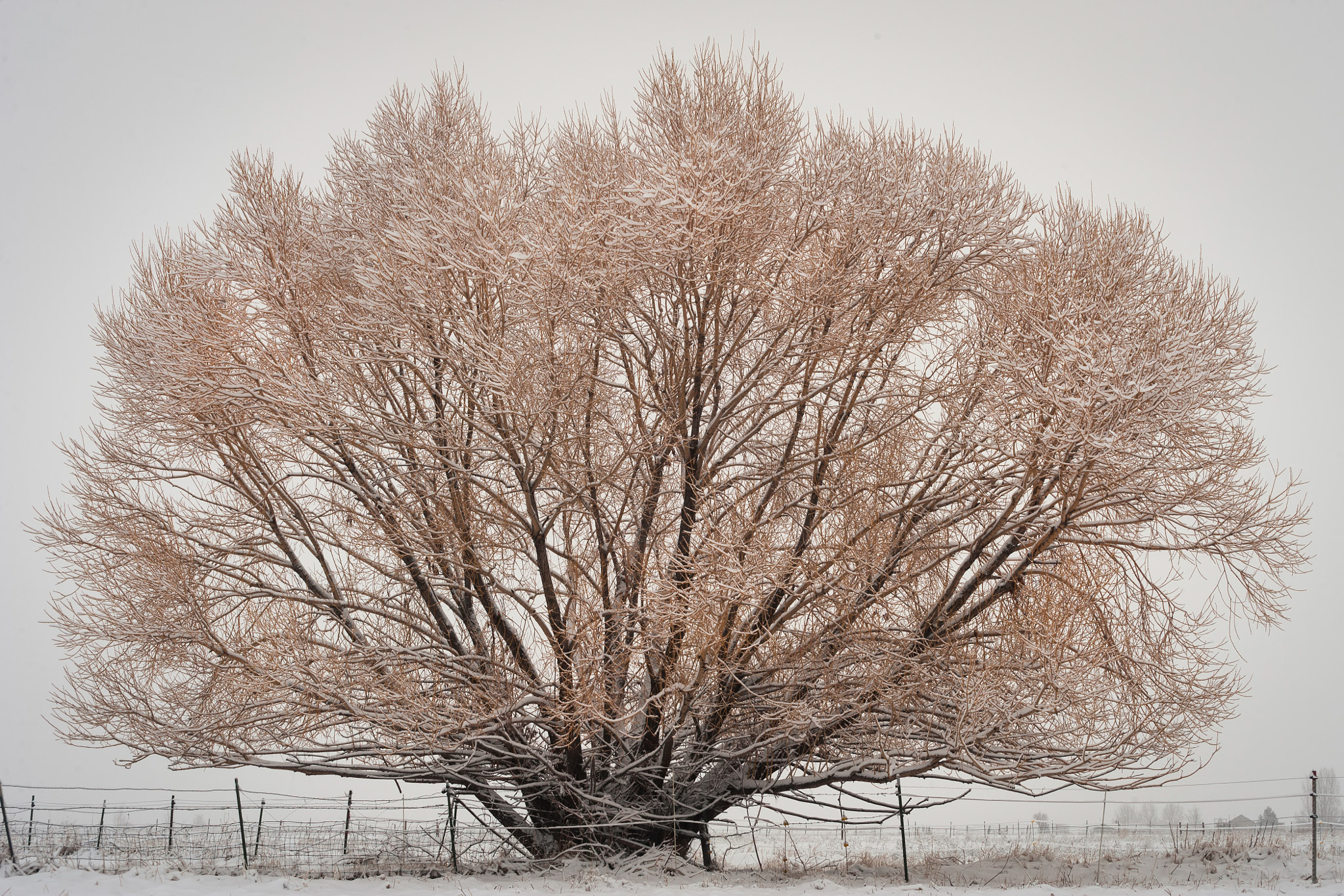 Nikon D3 sample photo. Frosted willow photography