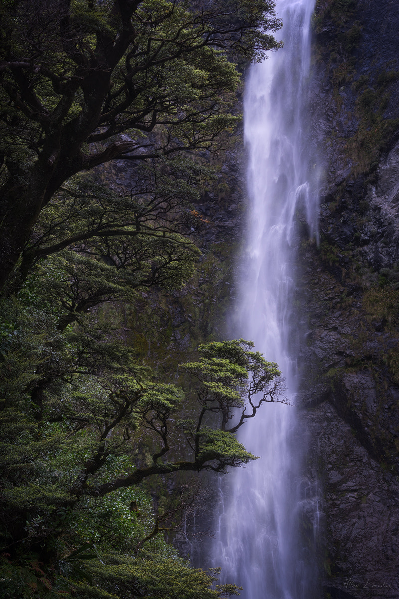 Sony a7R + Sony FE 70-200mm F4 G OSS sample photo. Treefall photography