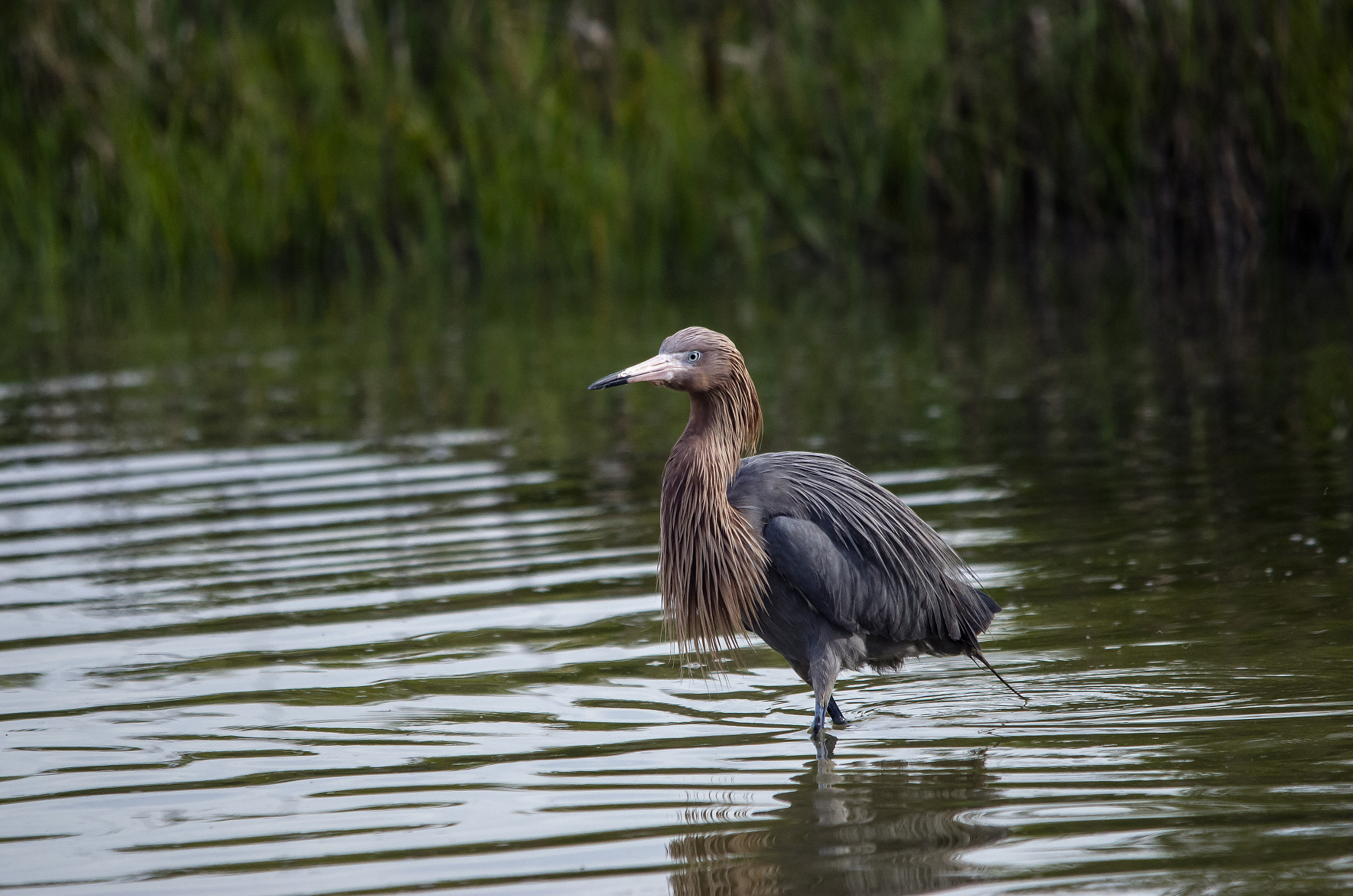 Sigma 150-500mm F5-6.3 DG OS HSM sample photo. Reddish egret photography