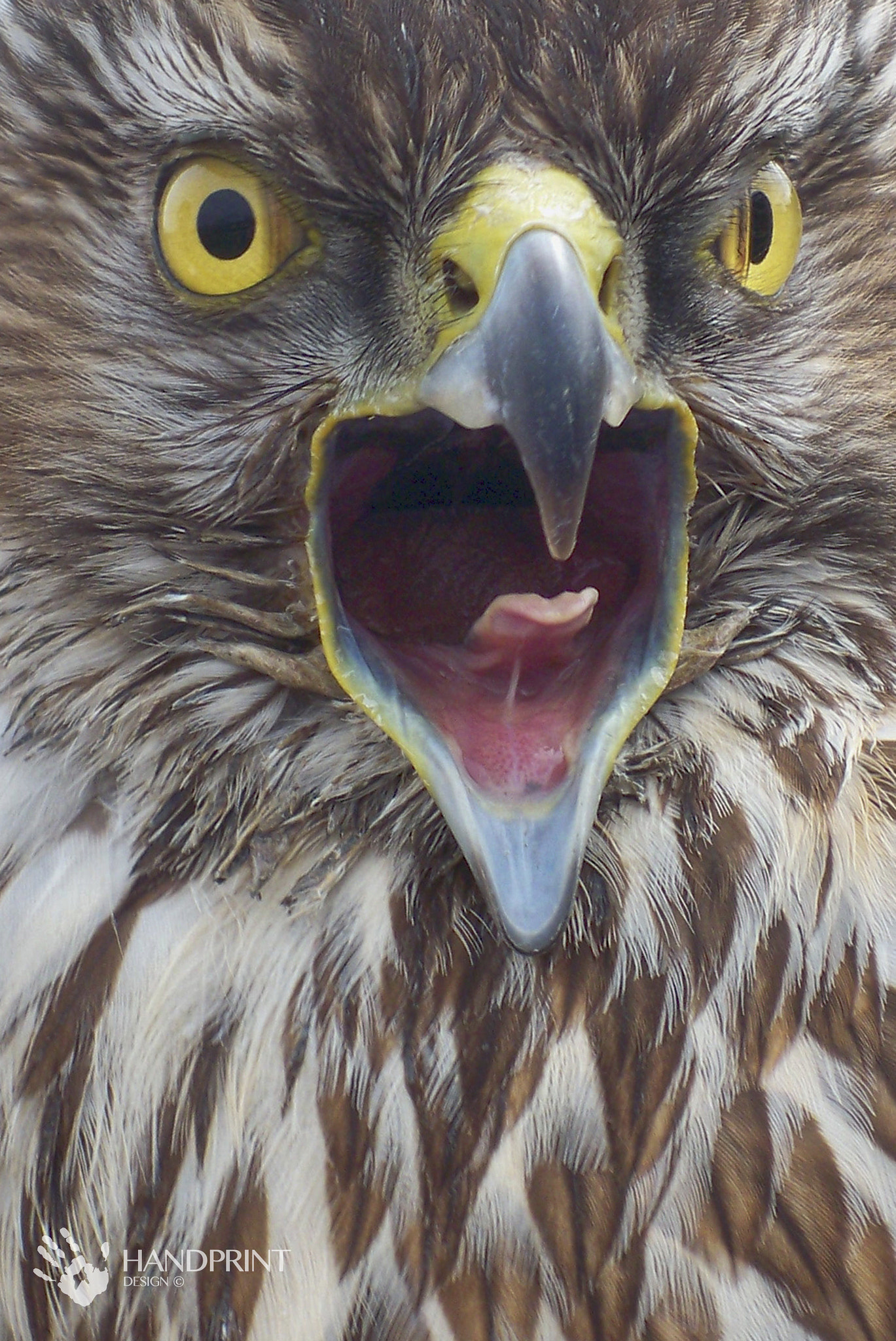 Kodak EasyShare M1033 sample photo. Eagle exasperate photography