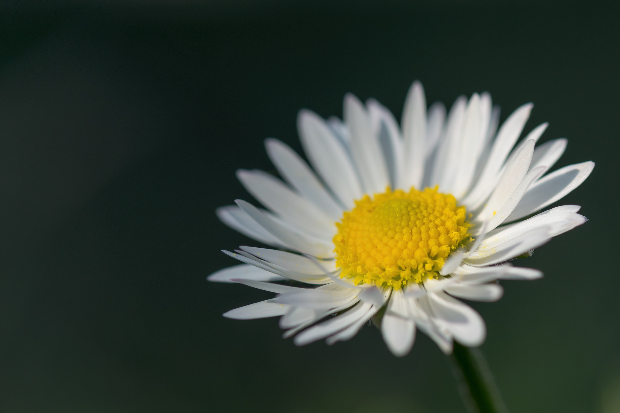 Nikon AF-S Micro-Nikkor 105mm F2.8G IF-ED VR sample photo. Daisy photography