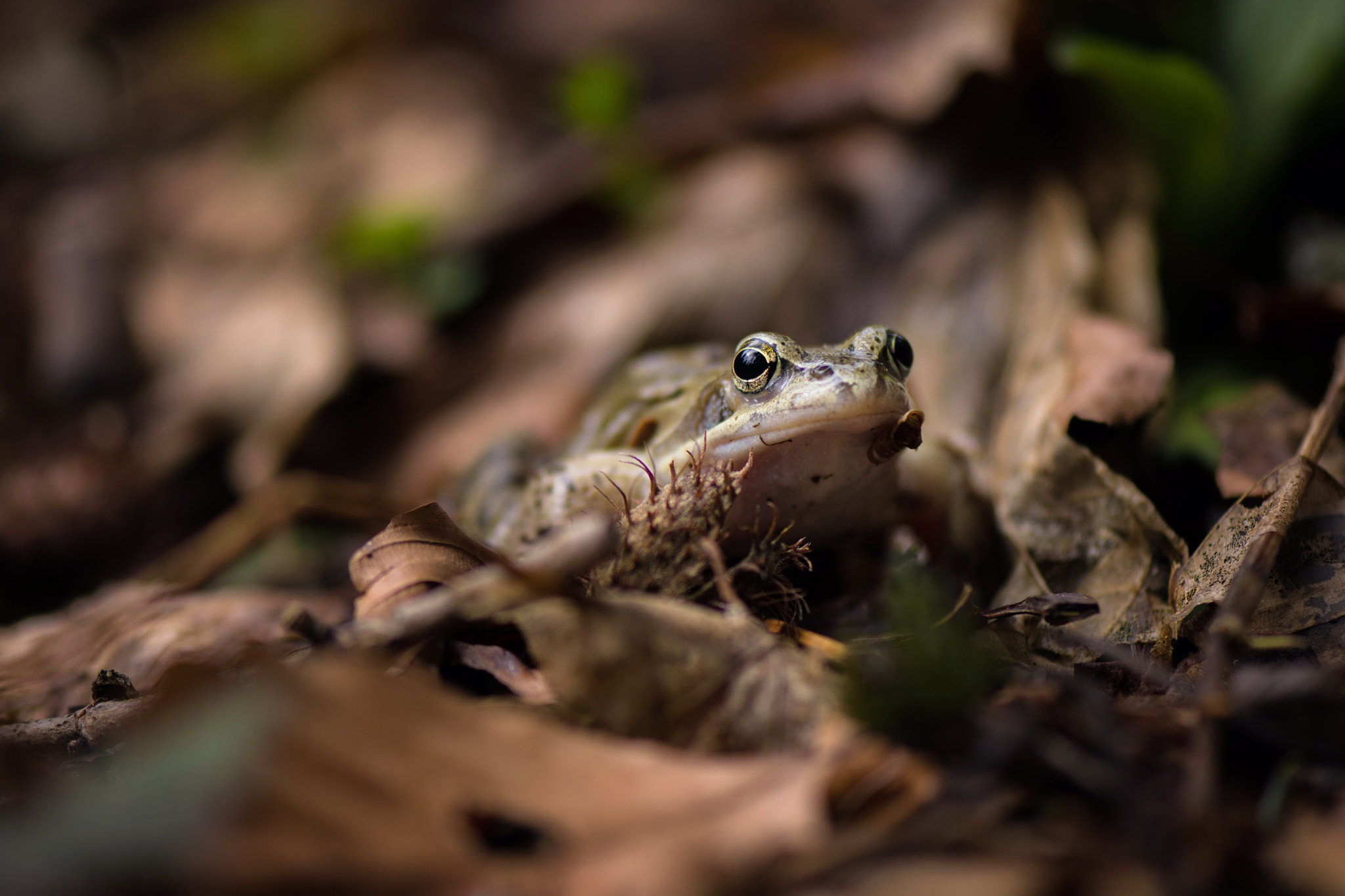 Nikon AF-S Micro-Nikkor 105mm F2.8G IF-ED VR sample photo. Frog photography