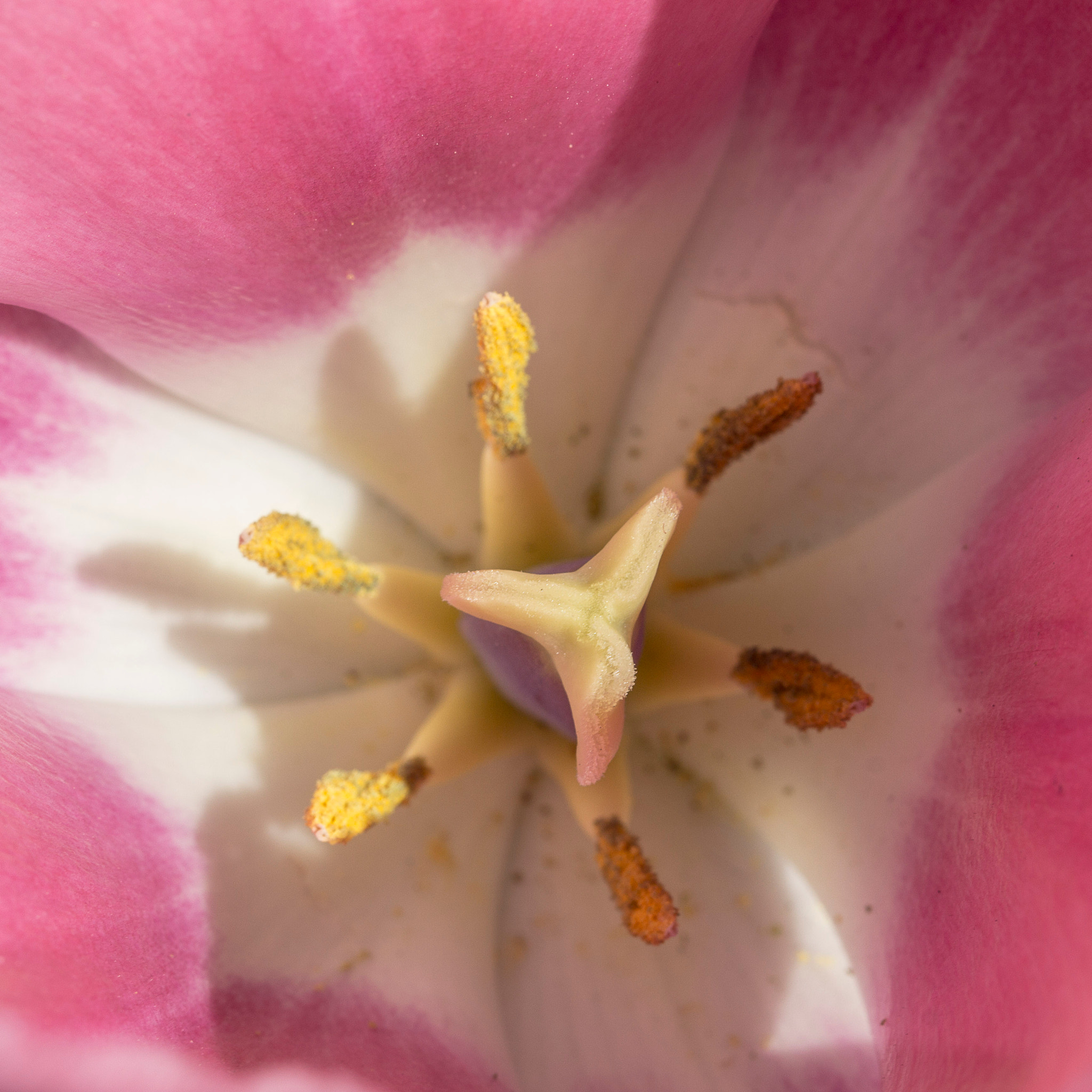 Canon EF 100mm F2.8L Macro IS USM sample photo