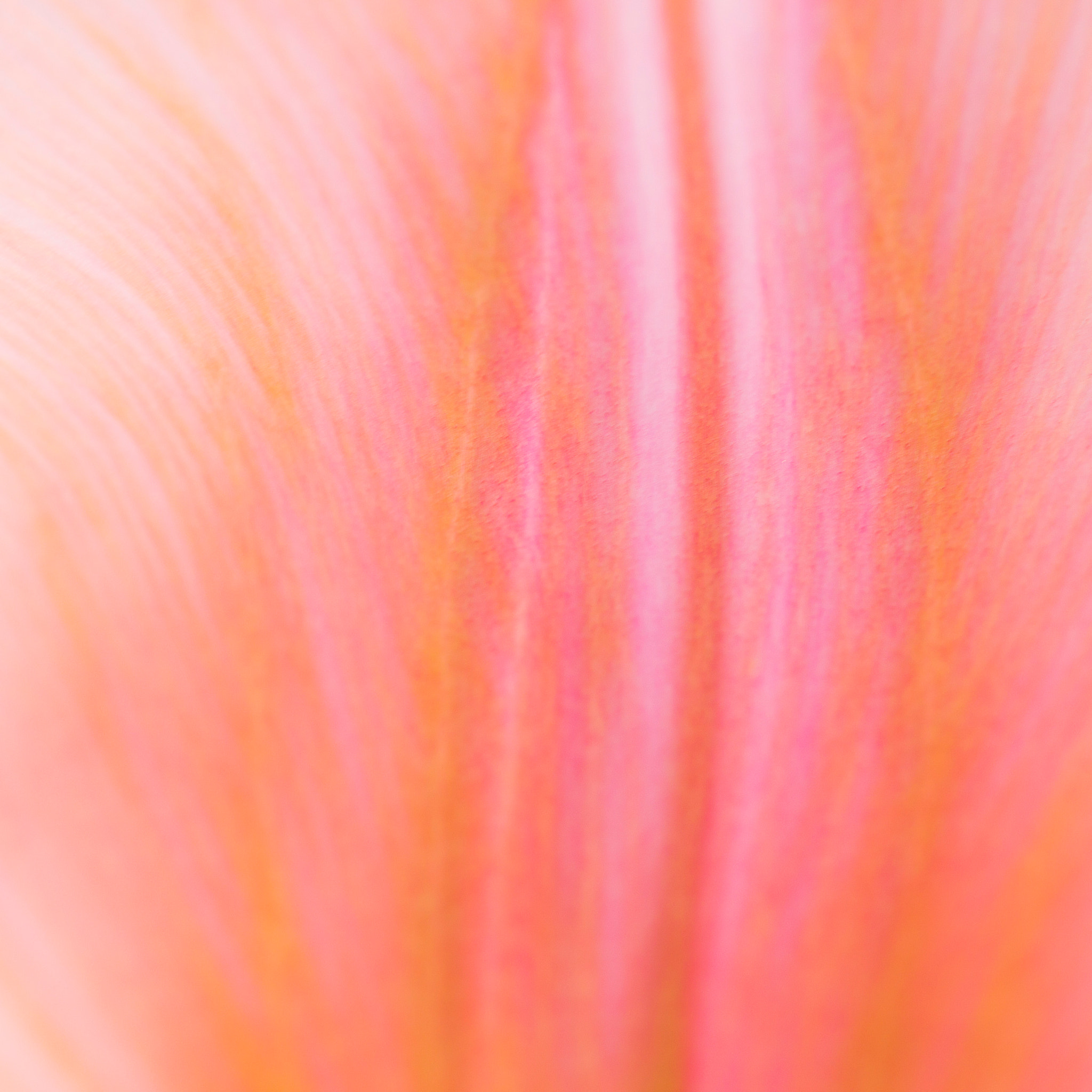 Canon EF 100mm F2.8L Macro IS USM sample photo