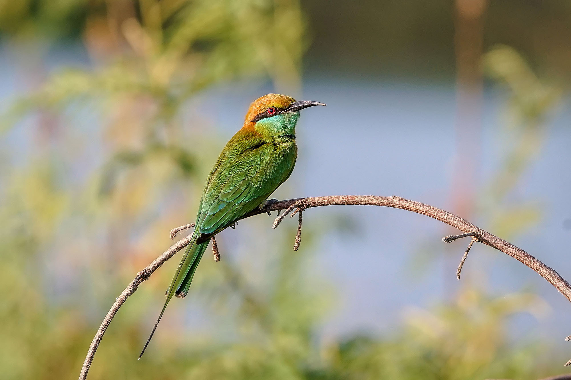 Sony a7 II + Sony 70-400mm F4-5.6 G SSM II sample photo. Green bee-eater photography