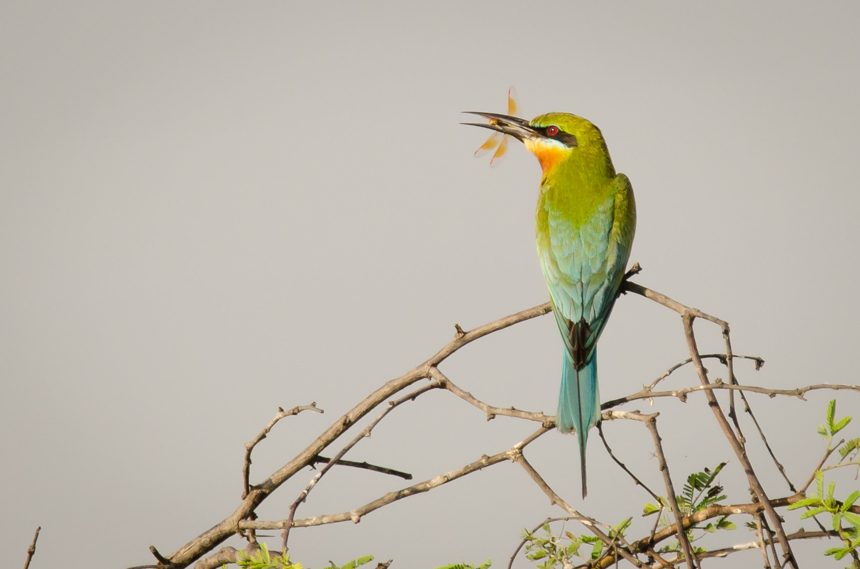 Nikon D7000 + Tamron SP 150-600mm F5-6.3 Di VC USD sample photo. Green bee eater with dragon fly photography