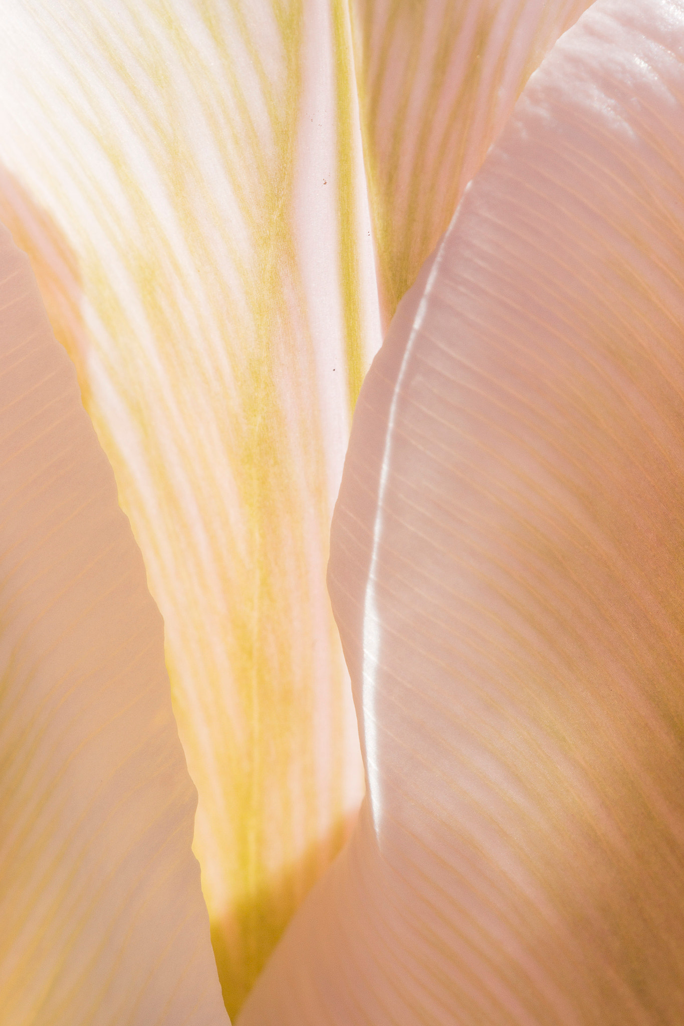 Canon EF 100mm F2.8L Macro IS USM sample photo