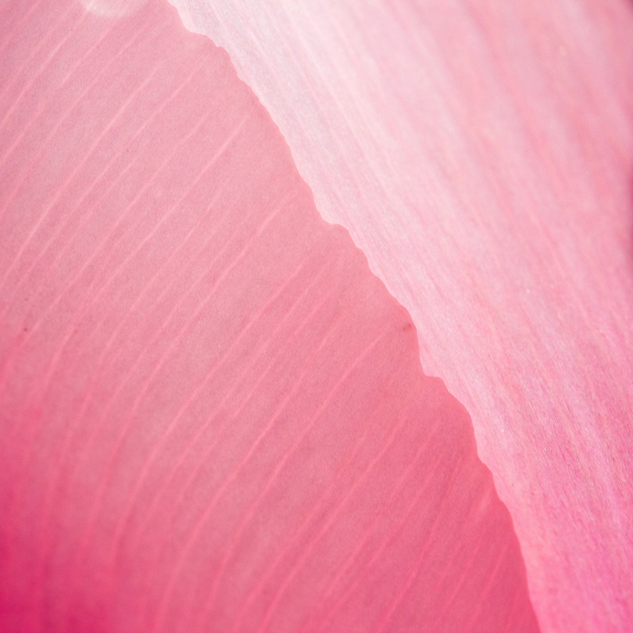 Canon EF 100mm F2.8L Macro IS USM sample photo