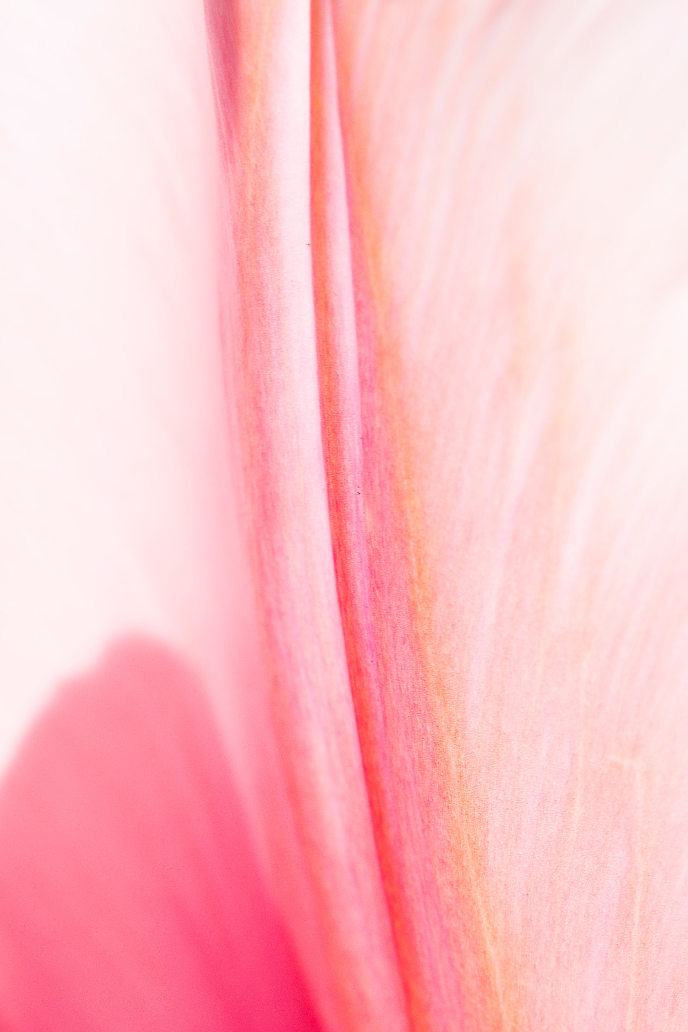 Canon EF 100mm F2.8L Macro IS USM sample photo