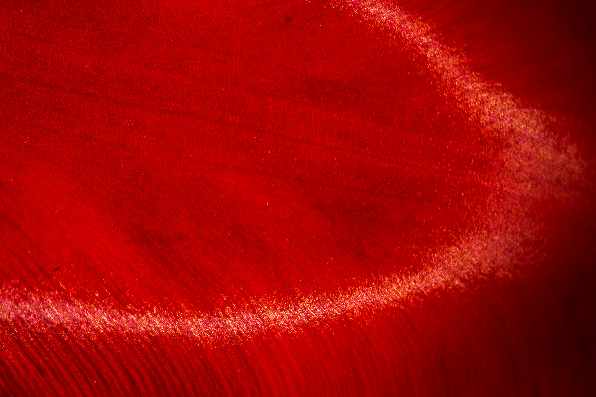 Canon EF 100mm F2.8L Macro IS USM sample photo