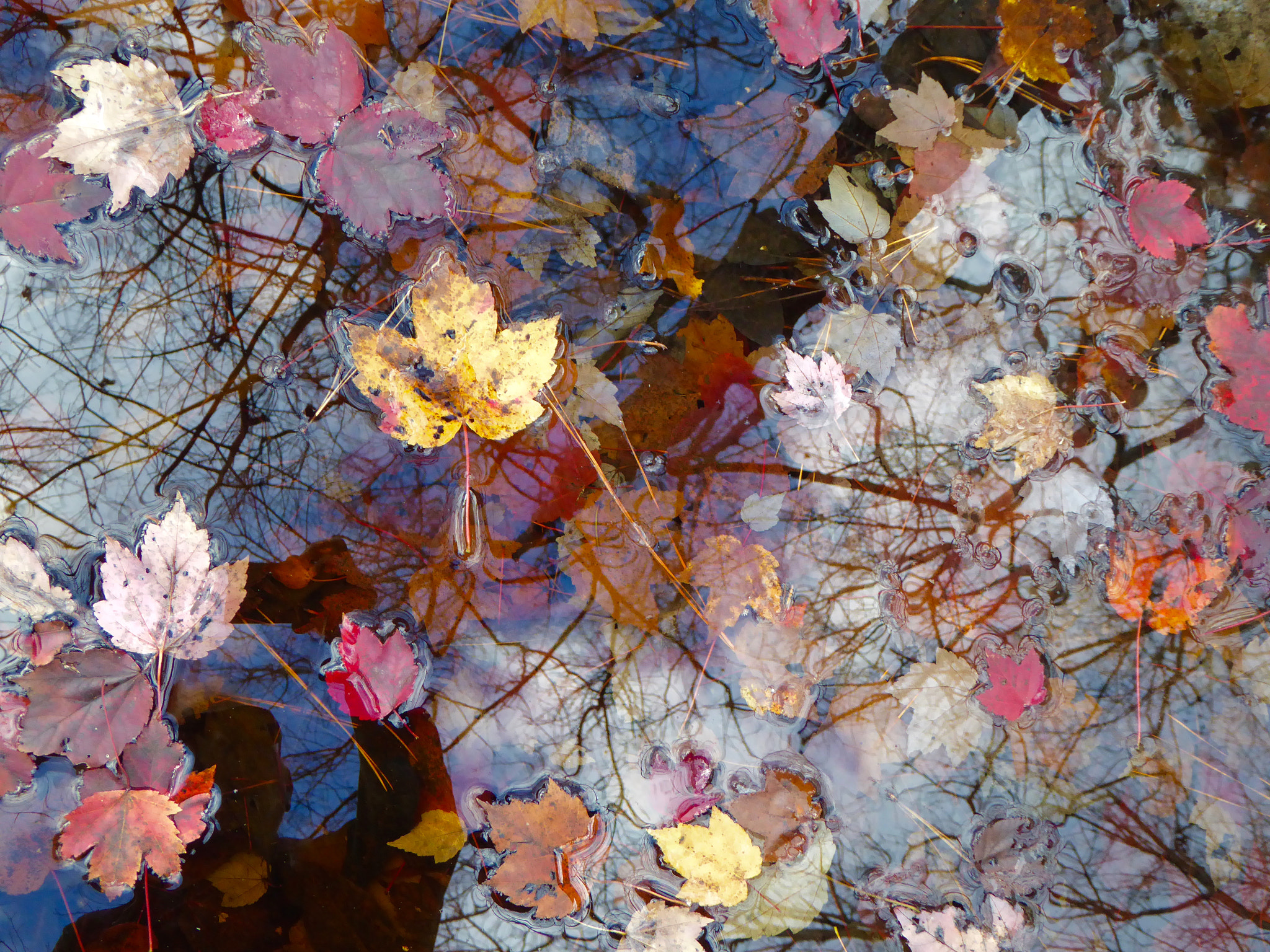 Panasonic Lumix DMC-ZS40 (Lumix DMC-TZ60) sample photo. Reflections: the tree and me photography