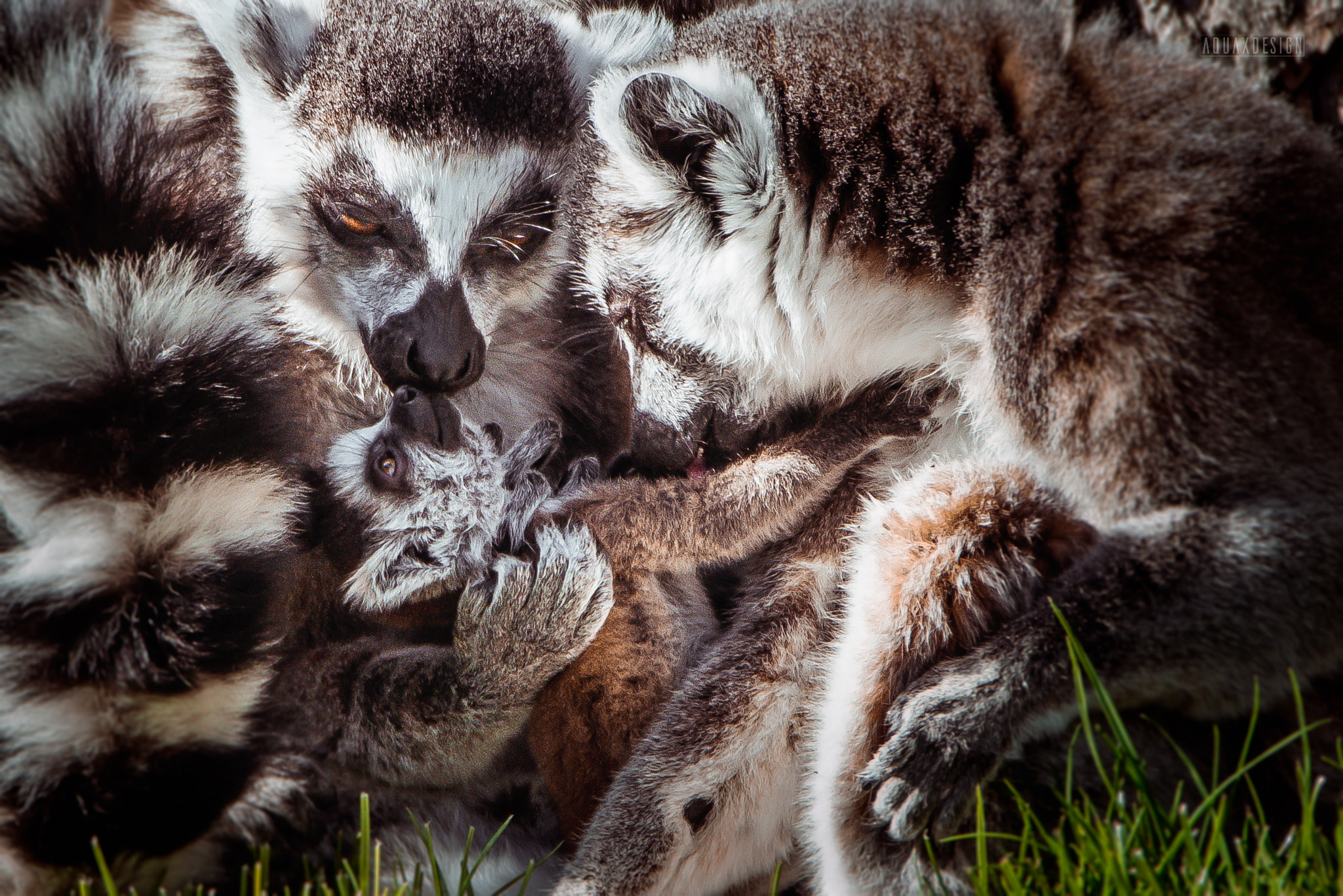 Nikon D800E sample photo. Family lemur photography