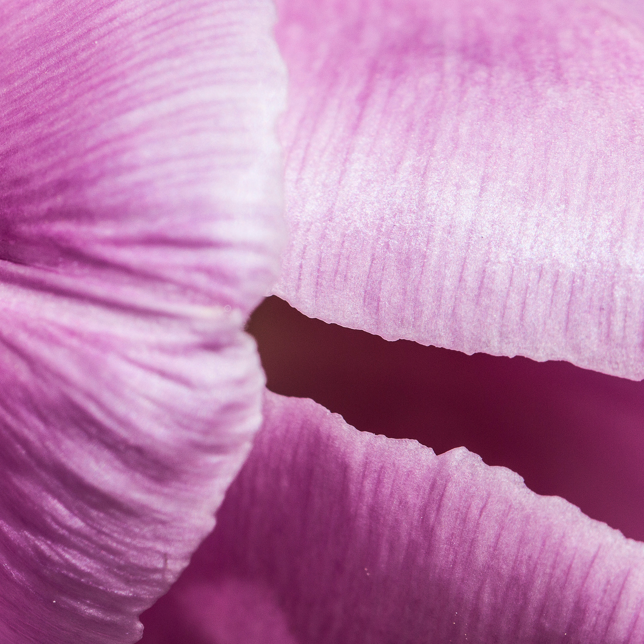 Canon EF 100mm F2.8L Macro IS USM sample photo