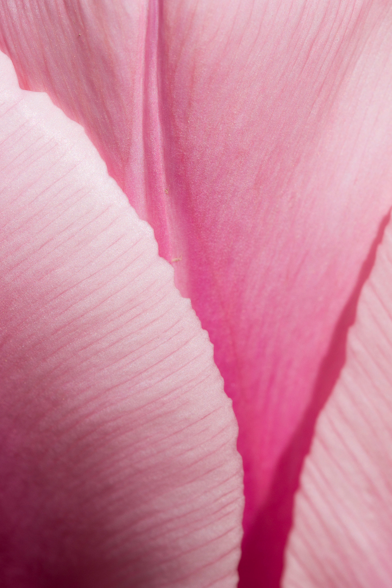 Canon EF 100mm F2.8L Macro IS USM sample photo