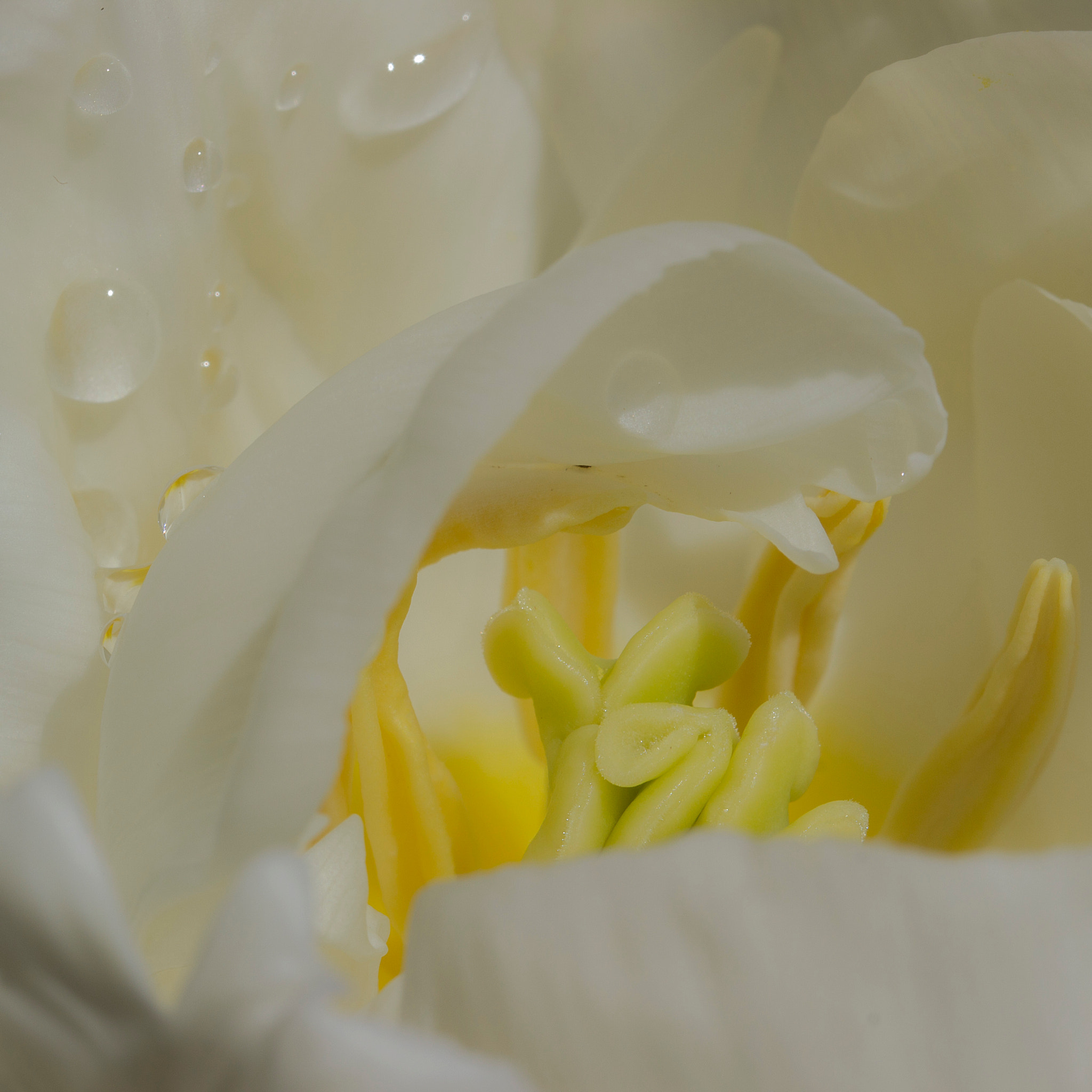 Canon EF 100mm F2.8L Macro IS USM sample photo