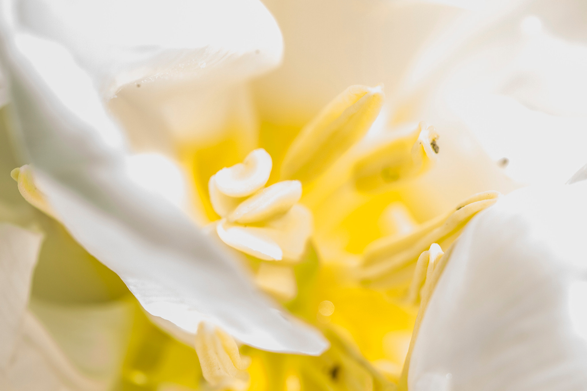 Canon EF 100mm F2.8L Macro IS USM sample photo