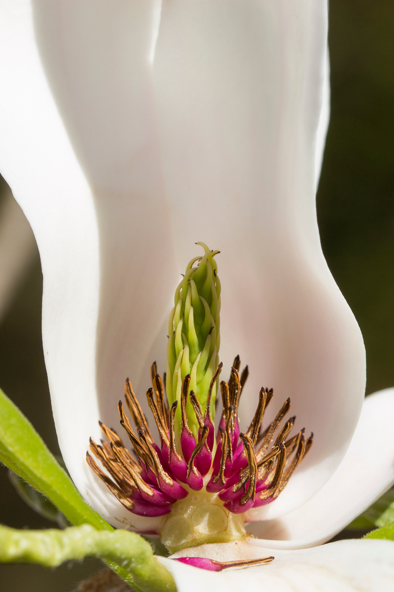 Canon EF 100mm F2.8L Macro IS USM sample photo