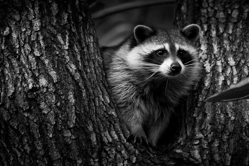 Canon EF 70-300mm F4-5.6 IS USM sample photo. Procyon lotor - northern raccoon photography