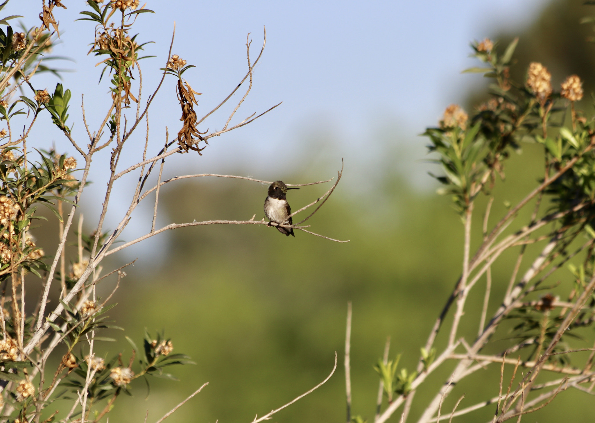 Canon EF 70-300mm F4-5.6 IS USM sample photo. Hummingbird photography
