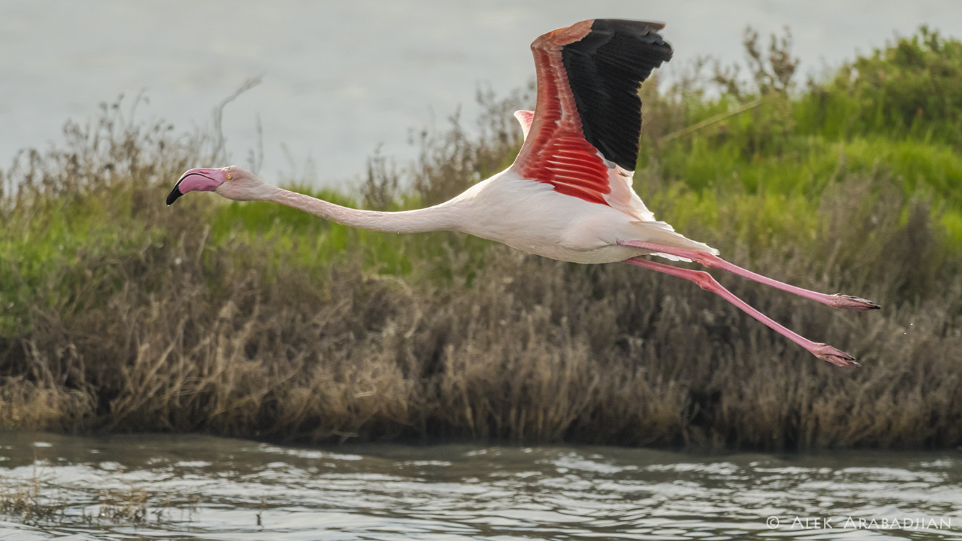 Nikon D500 sample photo. Pink flight photography