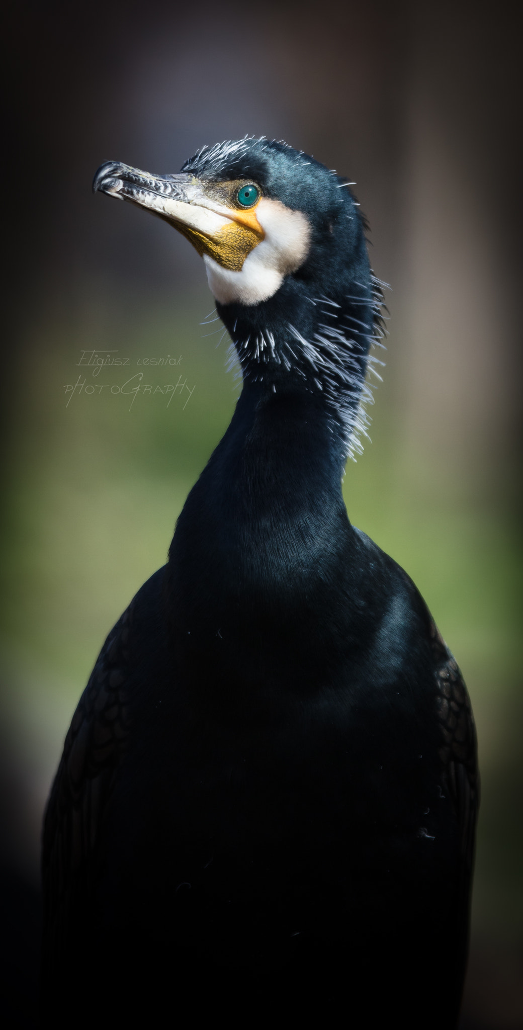 Canon EF 300mm F2.8L IS USM sample photo. Cormorant photography