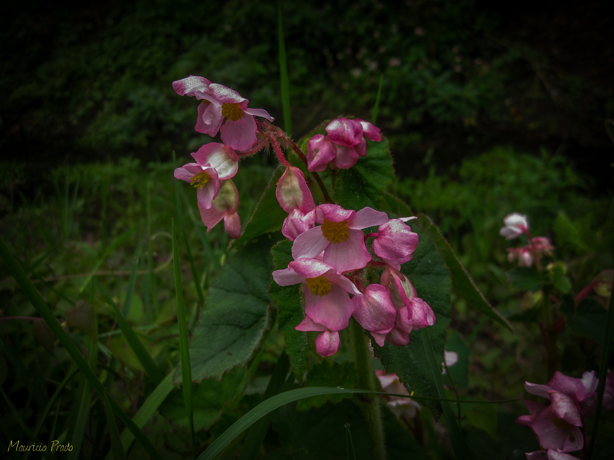 Canon PowerShot SD790 IS (Digital IXUS 90 IS / IXY Digital 95 IS) sample photo. Wild begonias ... photography