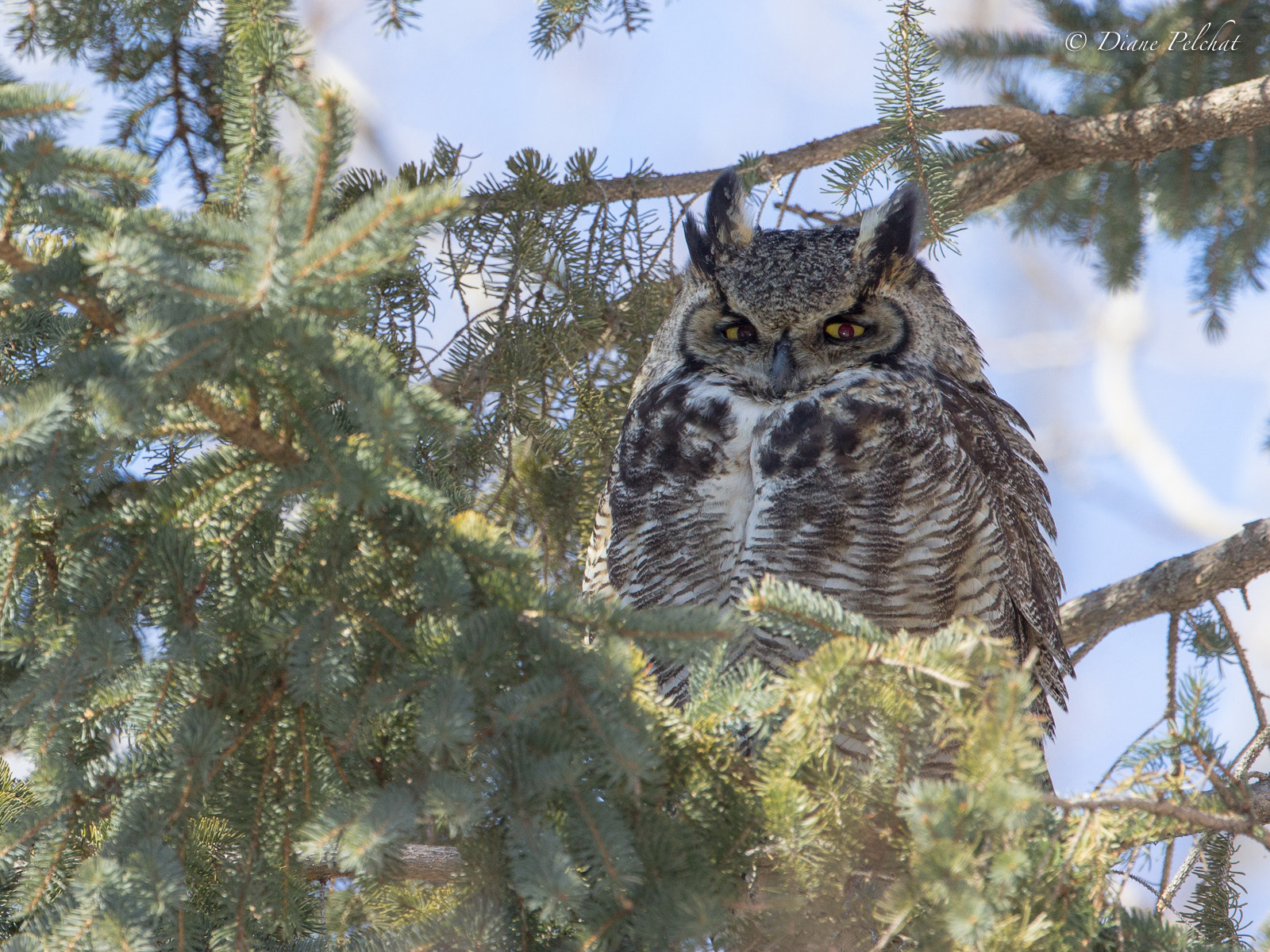 Canon EF 300mm F2.8L IS II USM sample photo. «i'm watching you» -2 photography