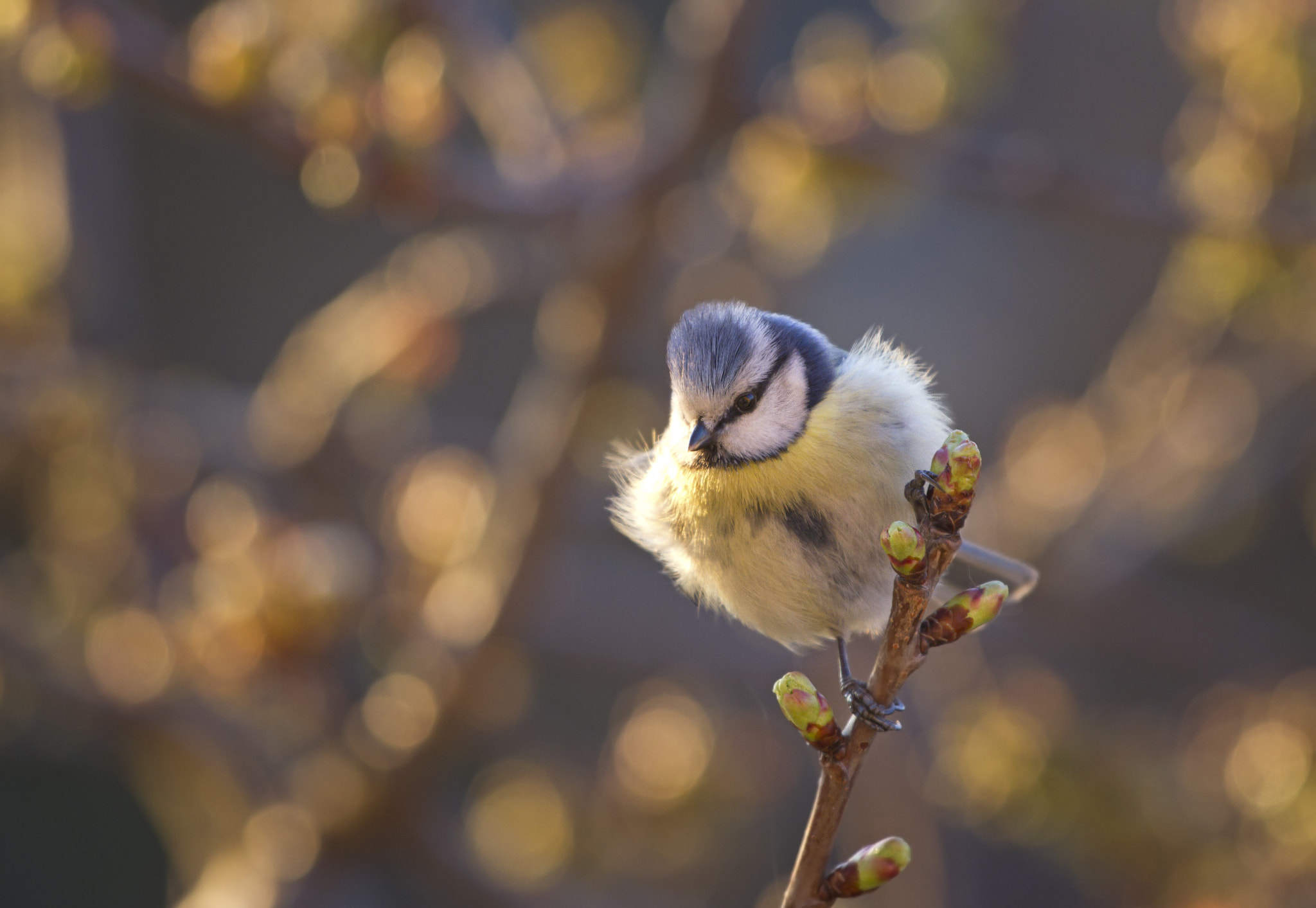 Canon EOS 7D + Canon EF 70-200mm F4L USM sample photo. My little friend photography