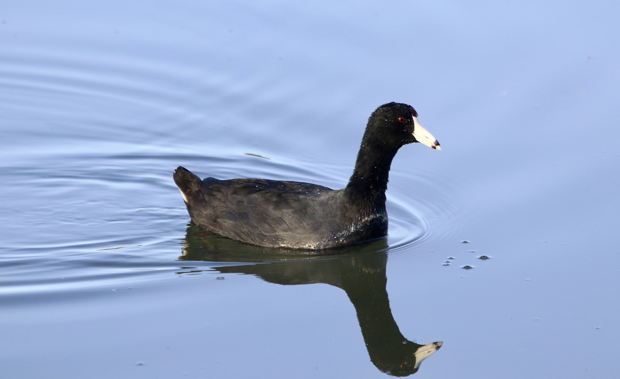 Canon EOS 80D sample photo. American coot photography
