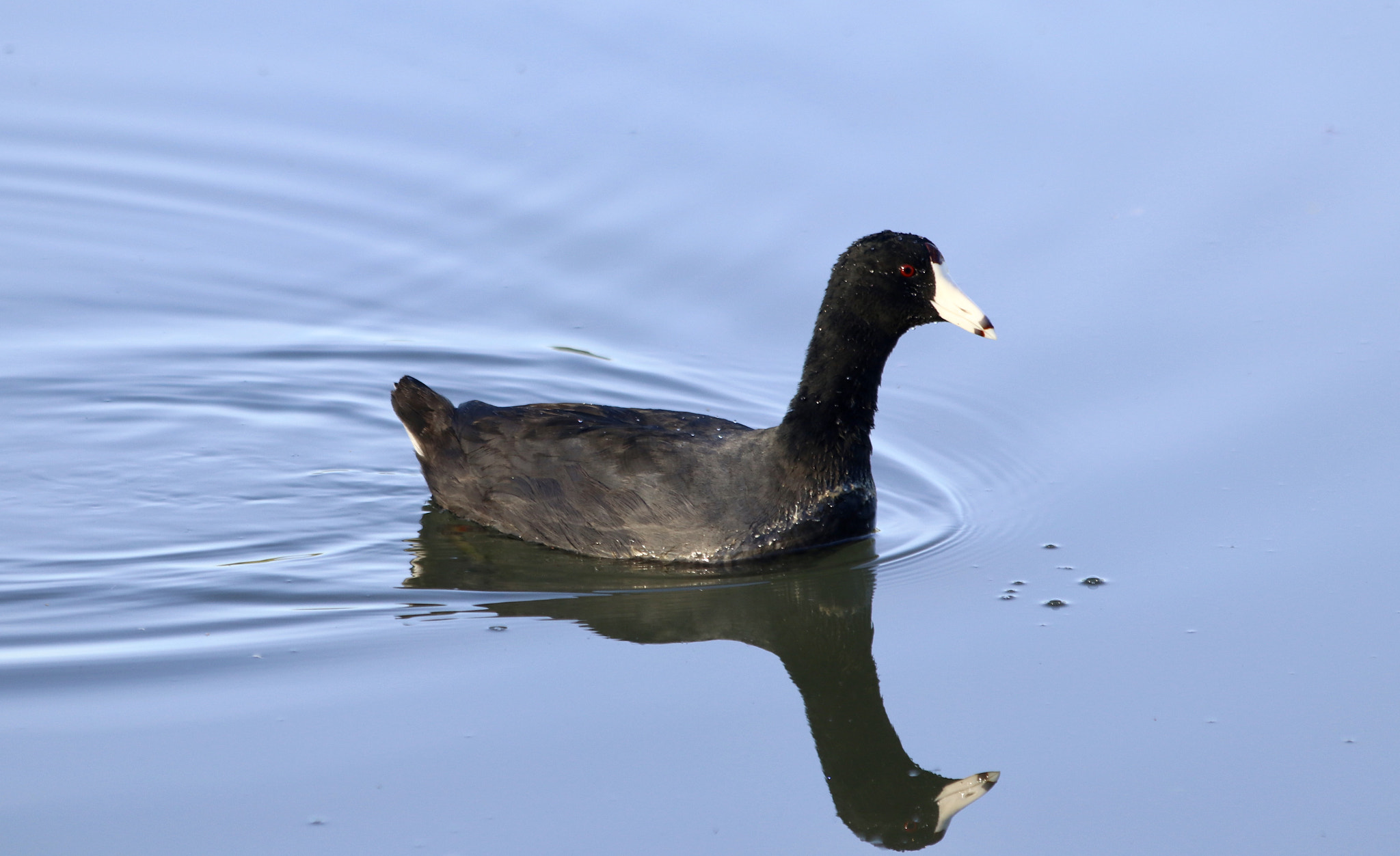 Canon EF 70-300mm F4-5.6 IS USM sample photo. American coot photography