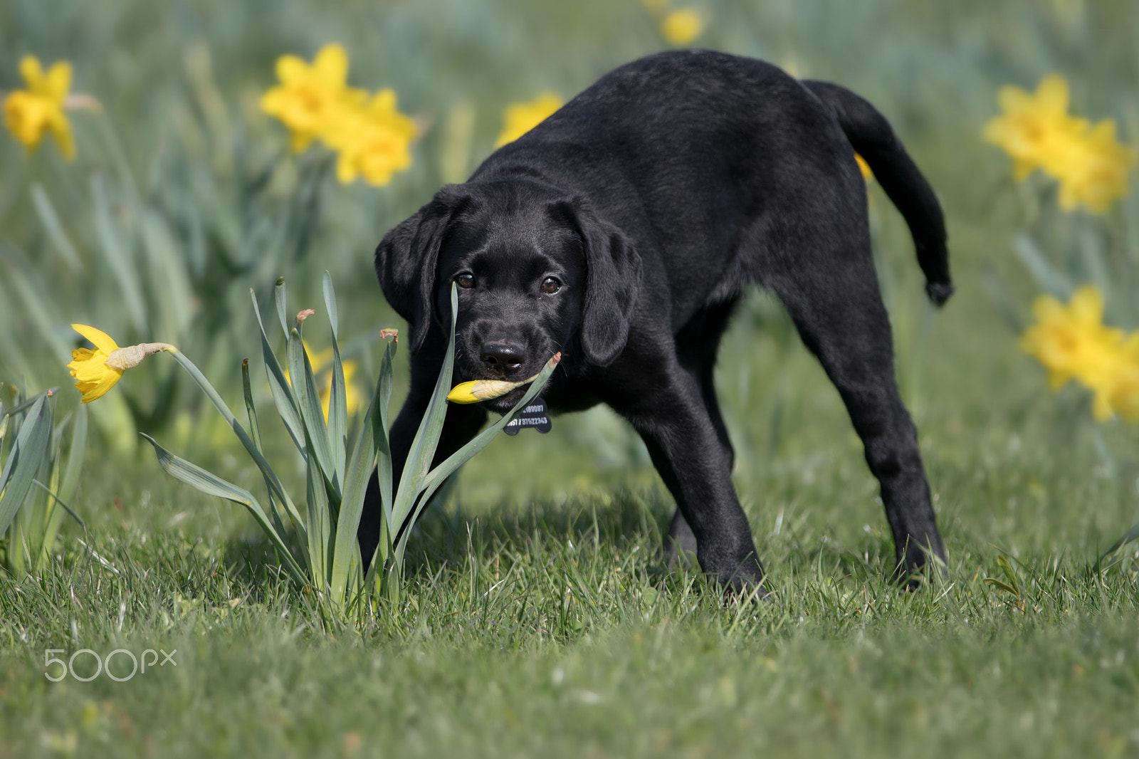 Nikon D500 + Nikon AF-S Nikkor 300mm F4D ED-IF sample photo. Springtime <3 photography