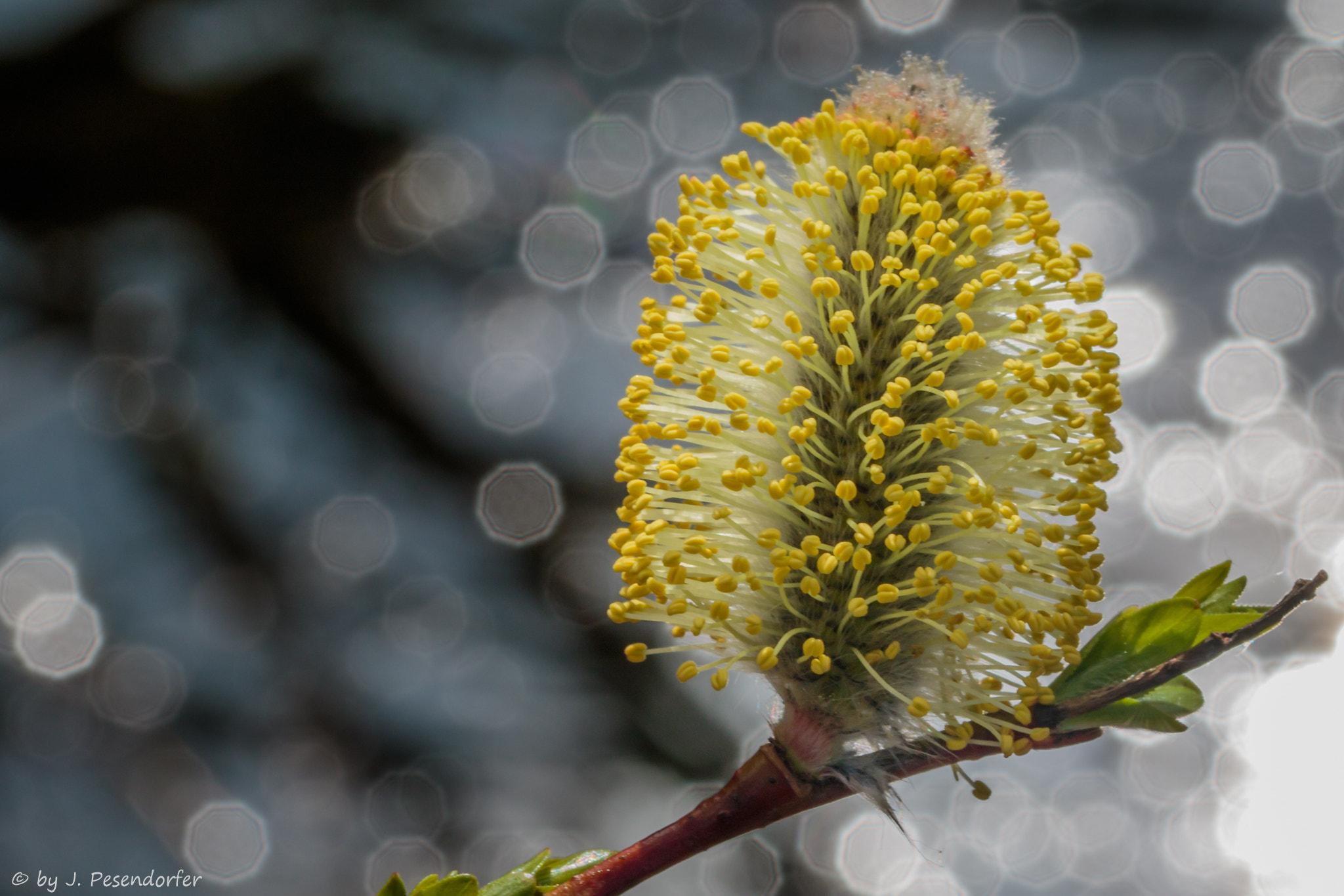 Sigma 105mm F2.8 EX DG OS HSM sample photo