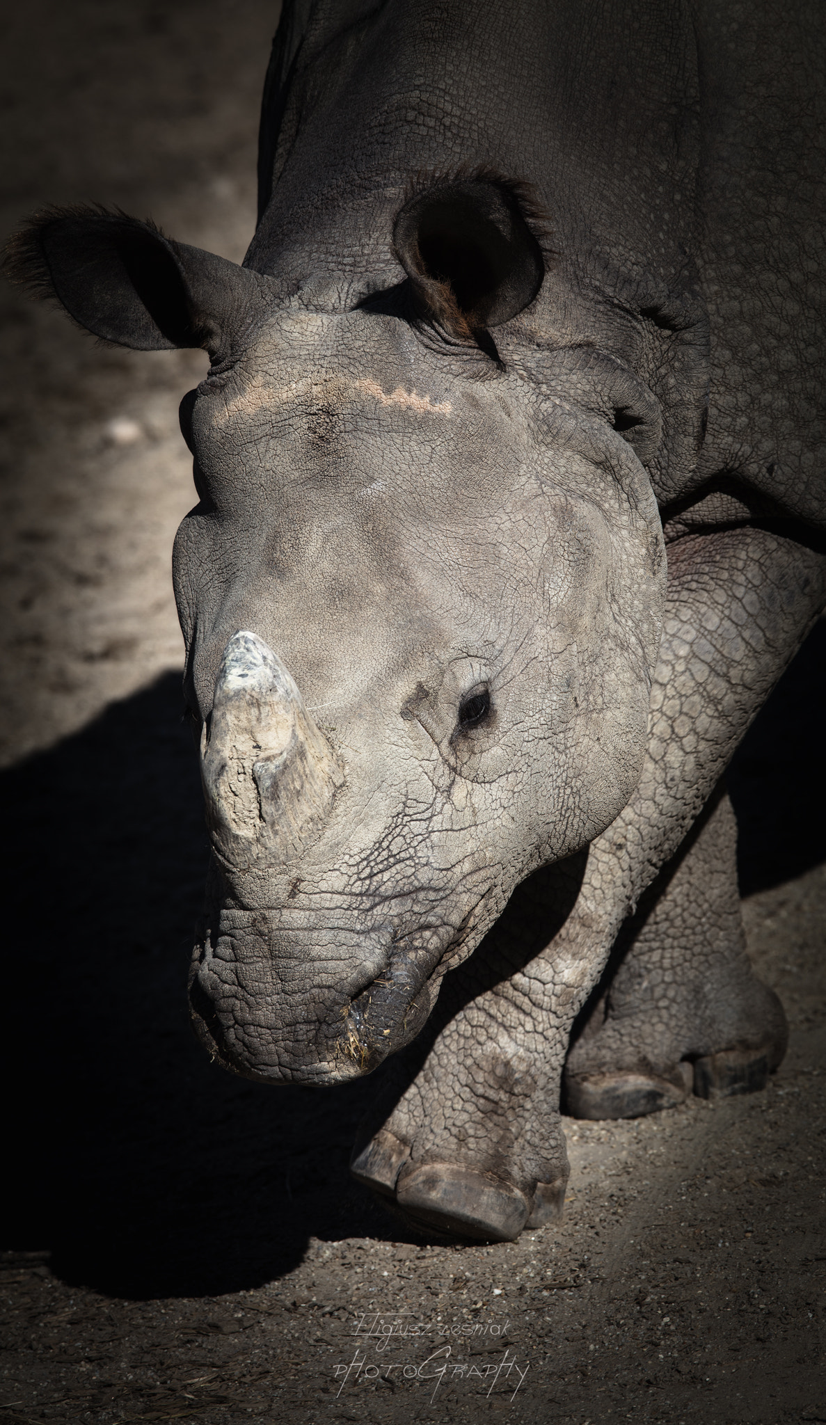 Canon EOS 5DS sample photo. Rhino photography