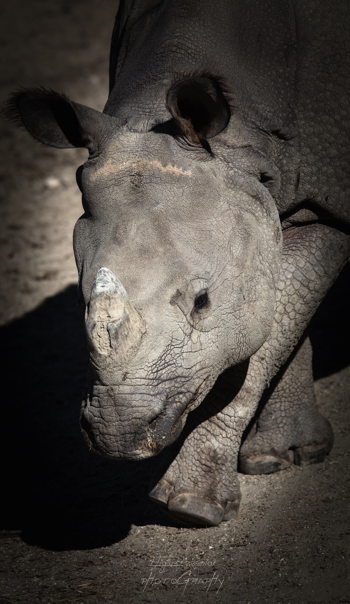 Canon EF 300mm F2.8L IS USM sample photo. Rhino photography