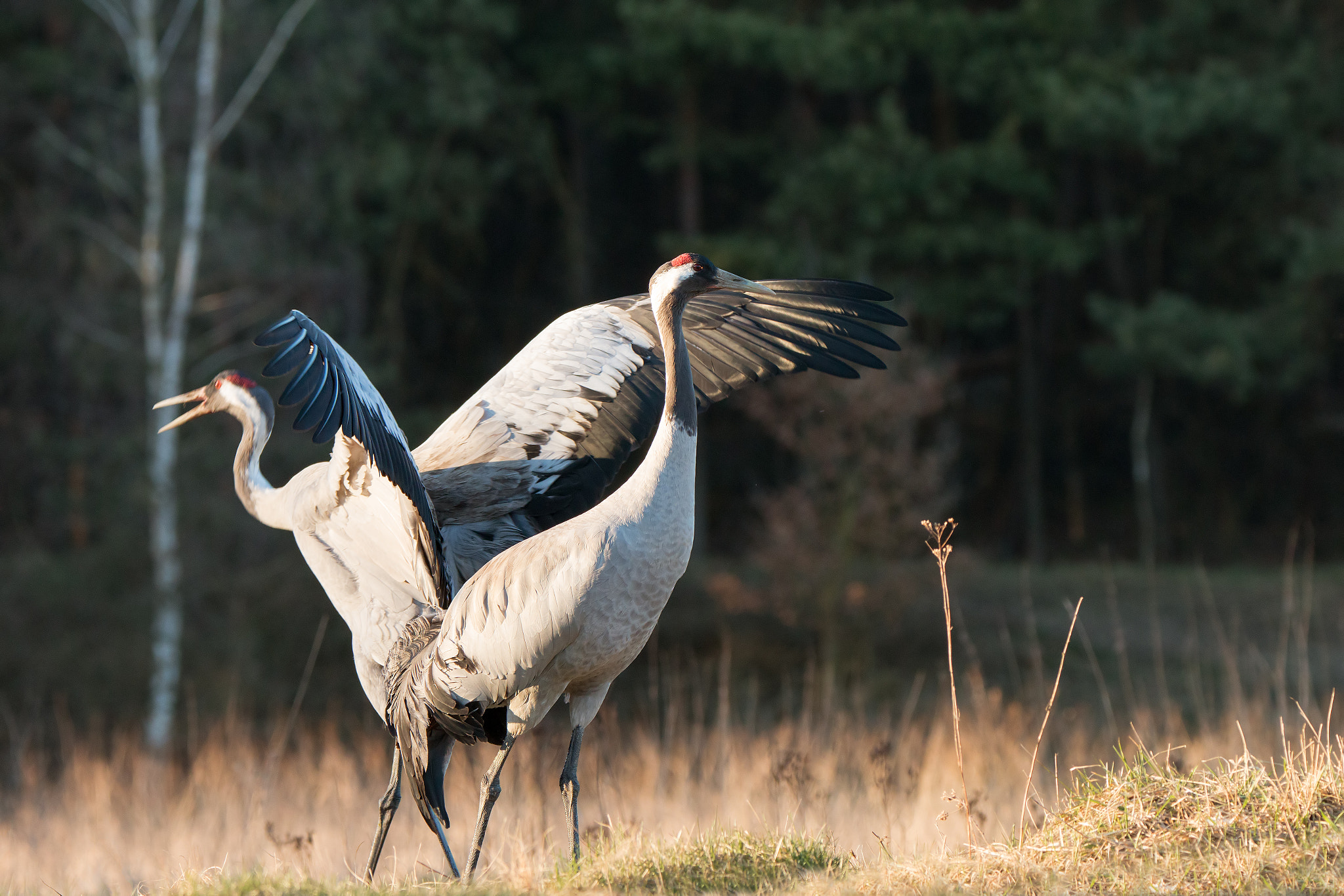 Tamron SP 150-600mm F5-6.3 Di VC USD sample photo. "evening time of exaltation" photography