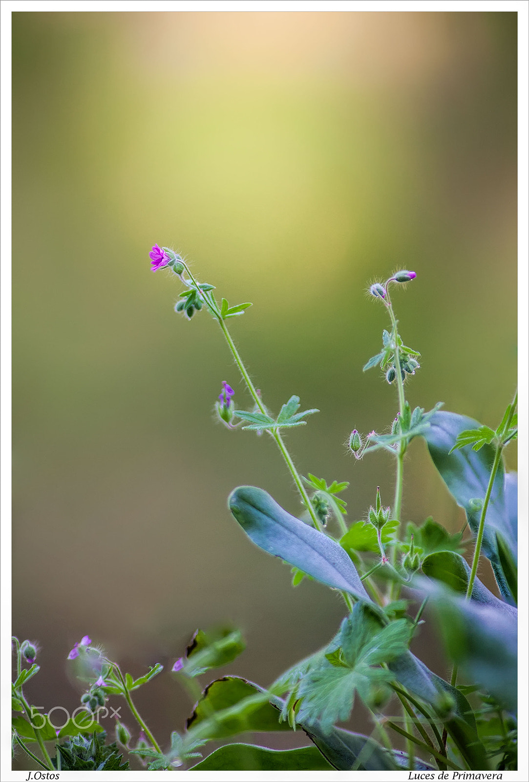 Canon EF 135mm F2L USM sample photo. Spring lights-luces de primavera photography