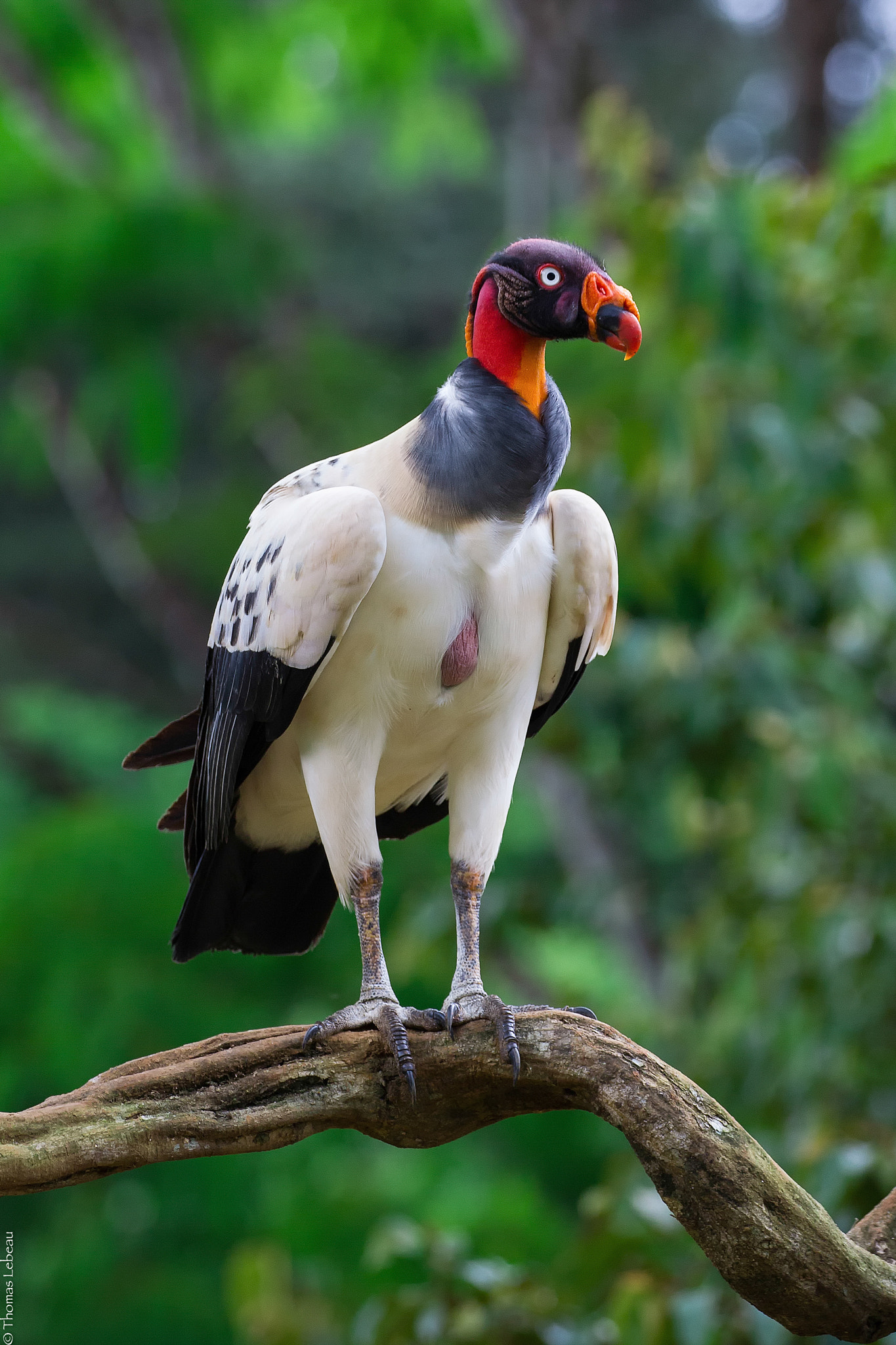 Canon EOS-1D Mark IV + Canon EF 100-400mm F4.5-5.6L IS II USM sample photo. King vulture photography
