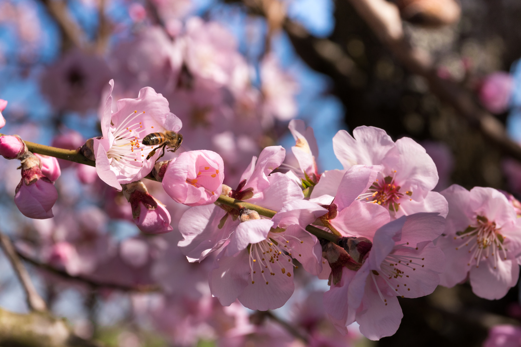 Canon EF 24-70mm F4L IS USM sample photo. Mandelblüte pfalz photography