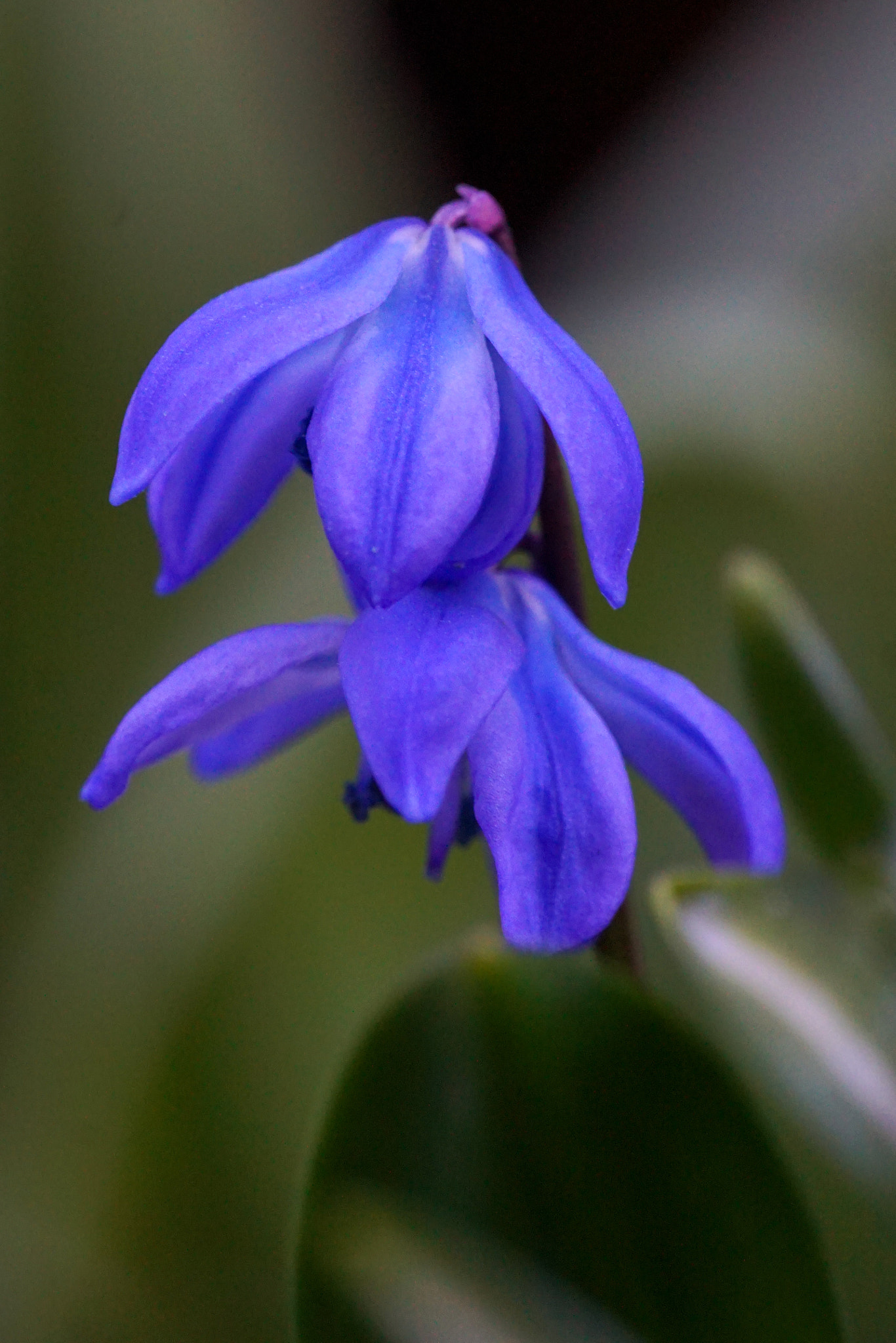 Tamron SP 70-300mm F4-5.6 Di USD sample photo. Spring flowers photography