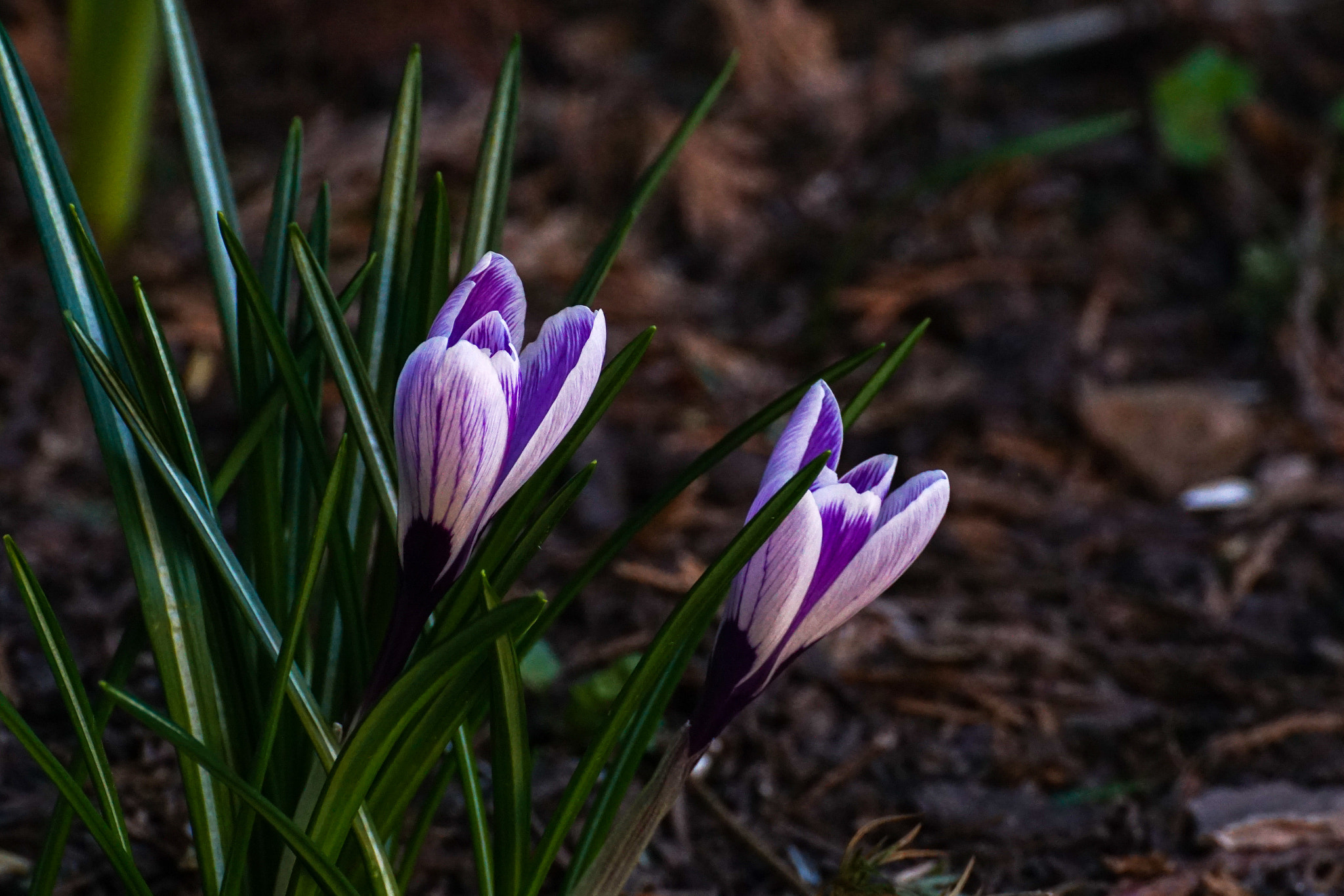 Sony ILCA-77M2 sample photo. Spring flowers photography